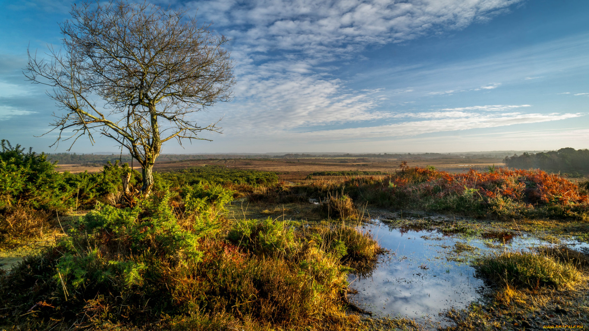 природа, пейзажи, лужа, дерево, равнина, трава