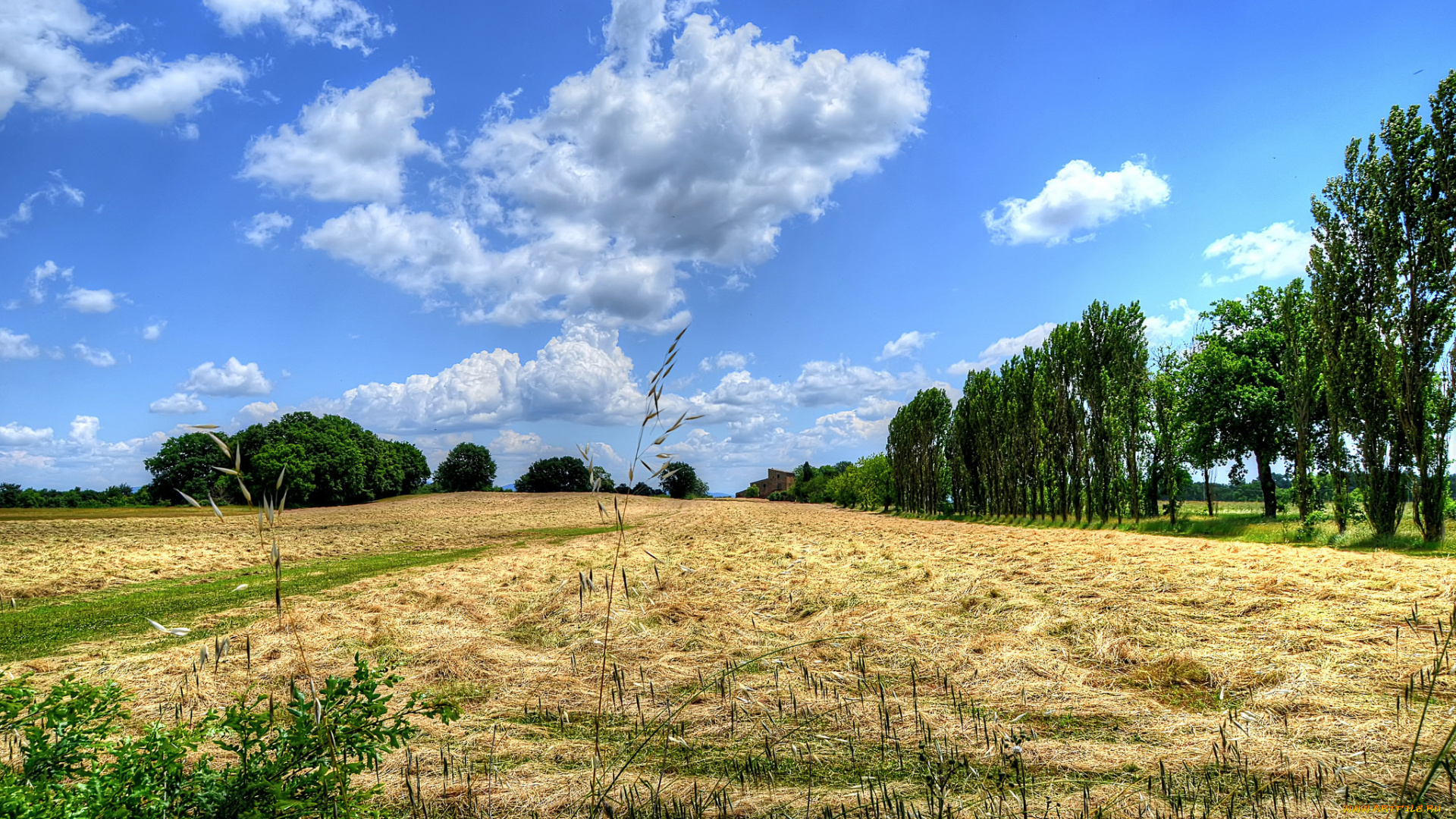 природа, поля, облака, поле, деревья