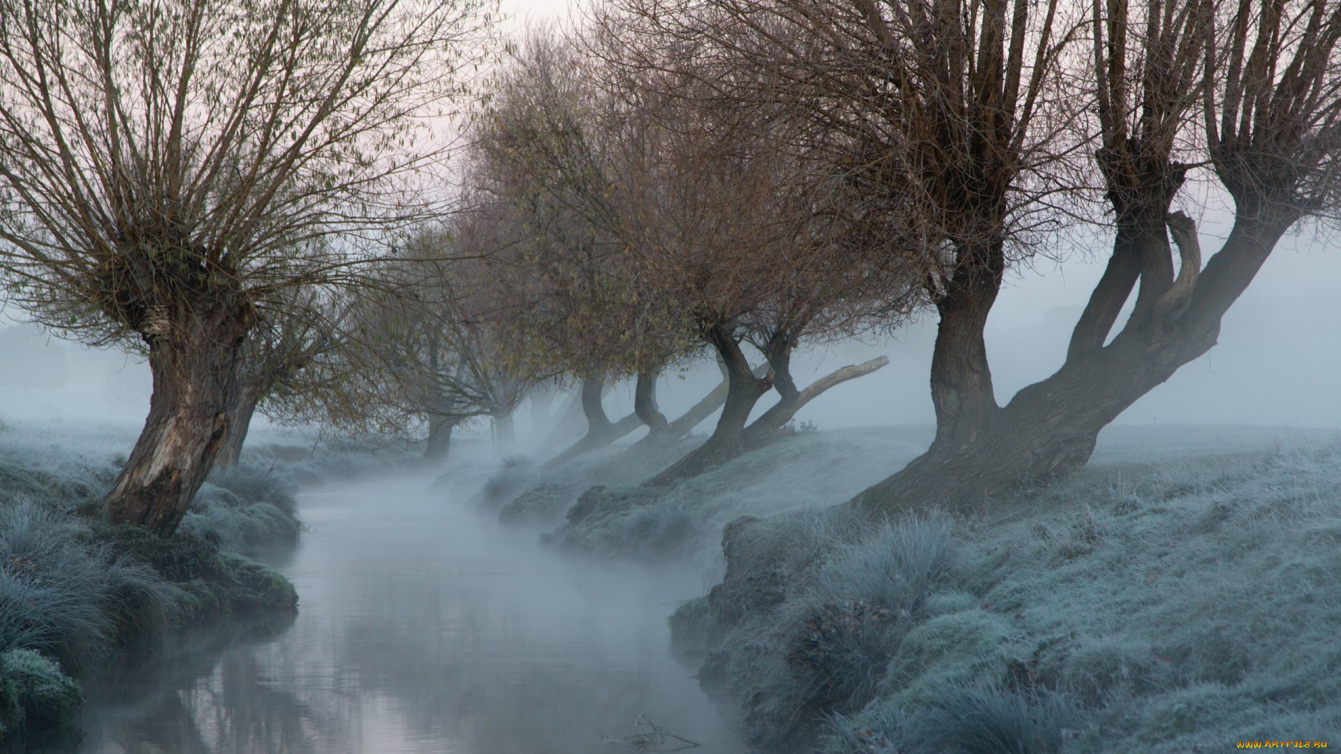 природа, реки, озера, ивы, канал, деревья, утро, туман