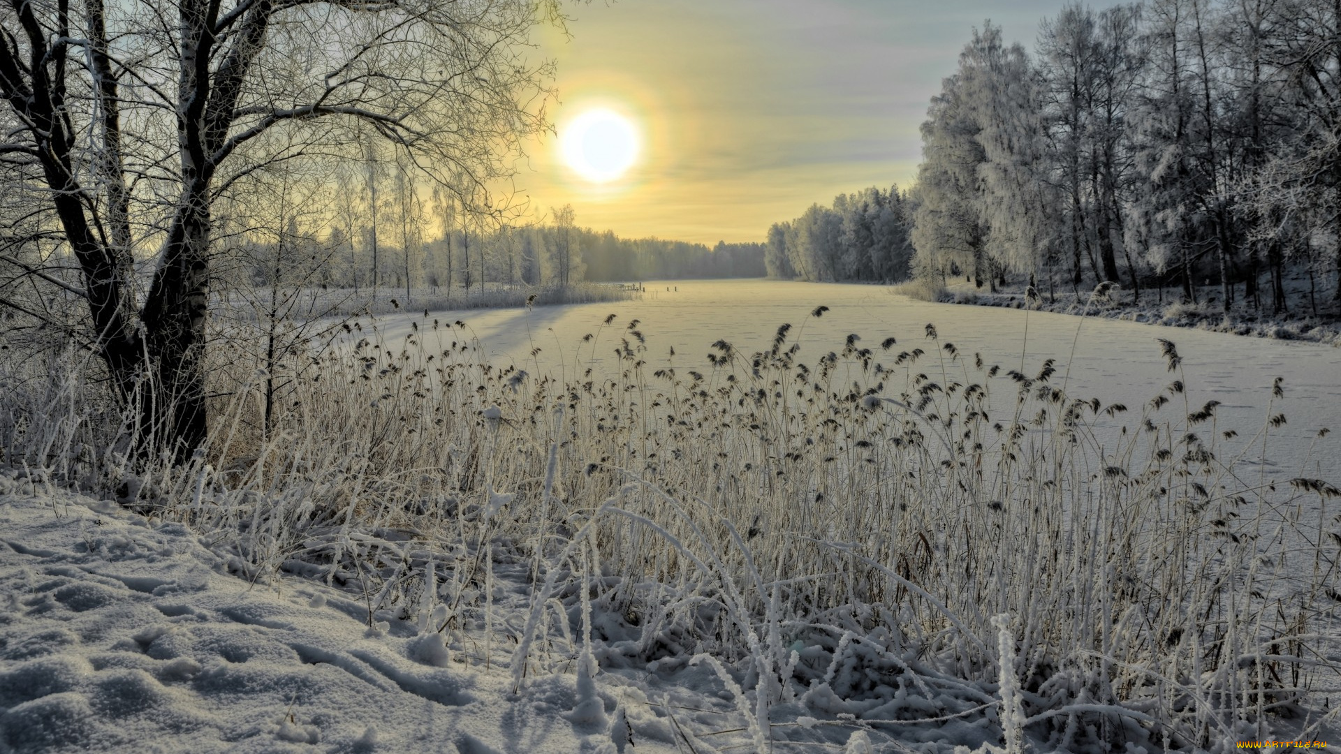 природа, зима, лес, река, камыш, снег, лед