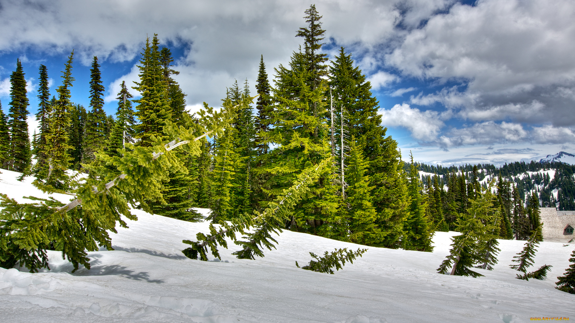 природа, зима, склон, ели, деревья, снег, облака, лес, небо