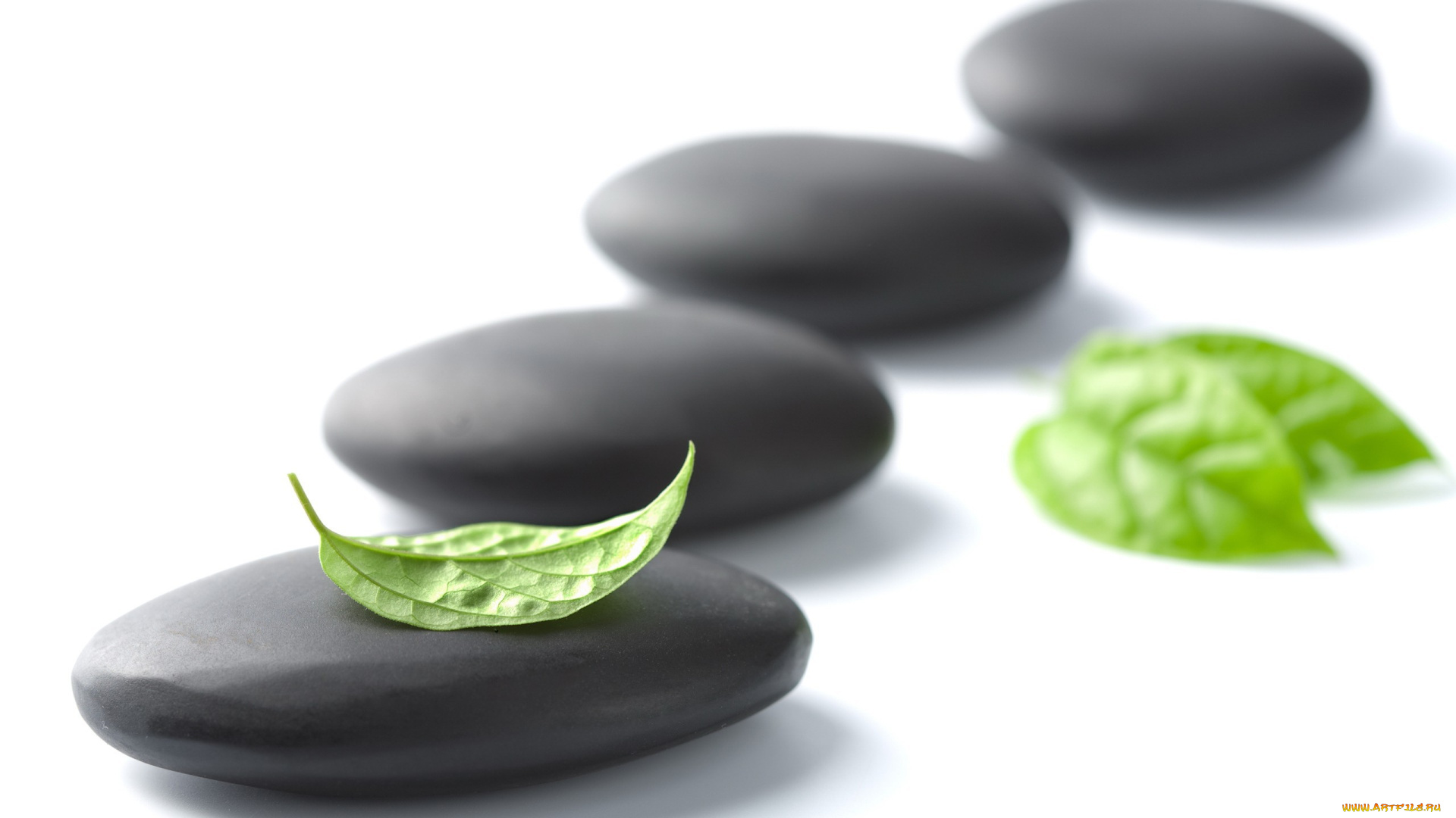 разное, ракушки, , кораллы, , декоративные, и, spa-камни, галька, камни, листья