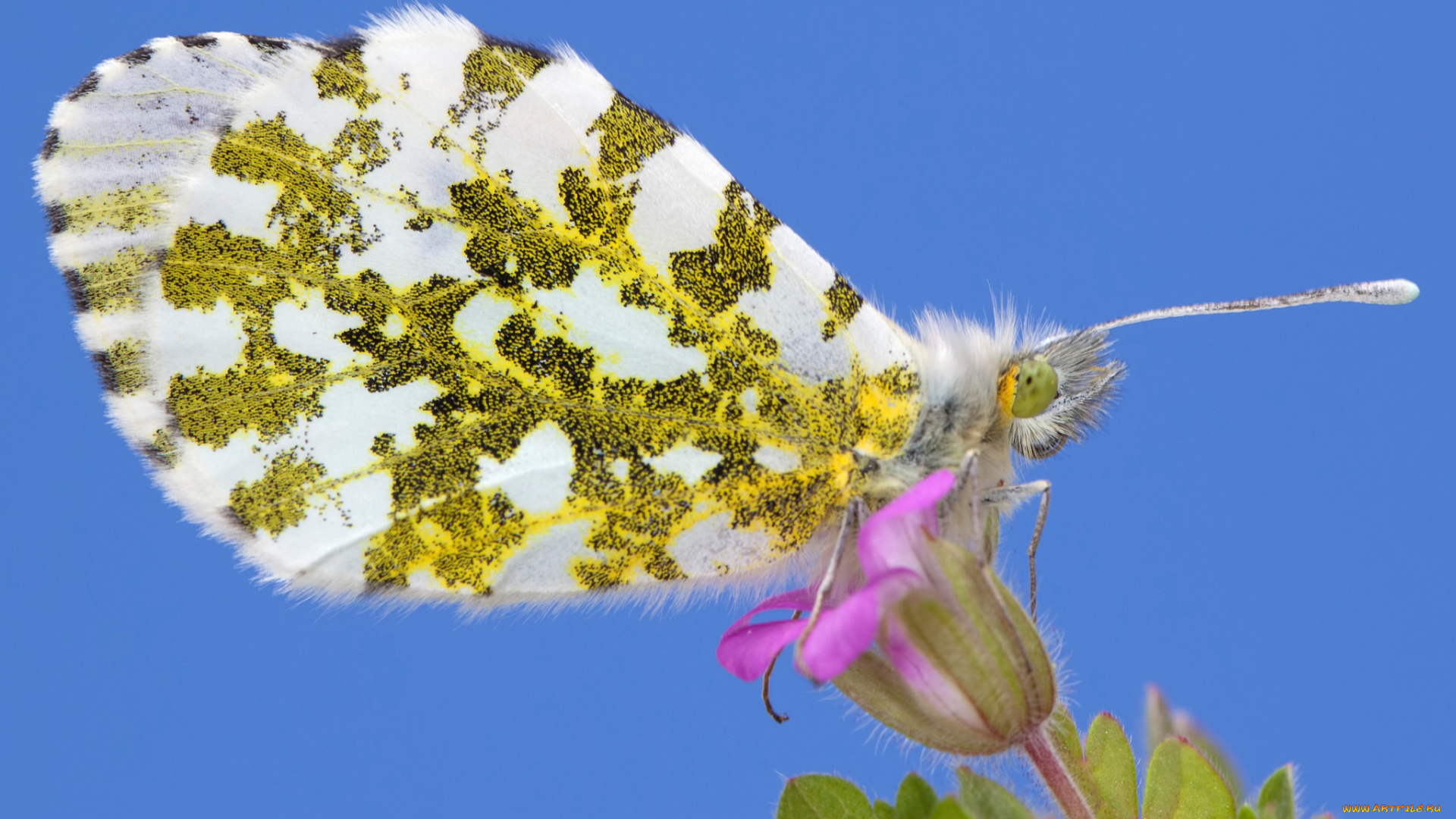 животные, бабочки, , мотыльки, , моли, крылья, насекомое, мотылек, бабочка, цветок, растение