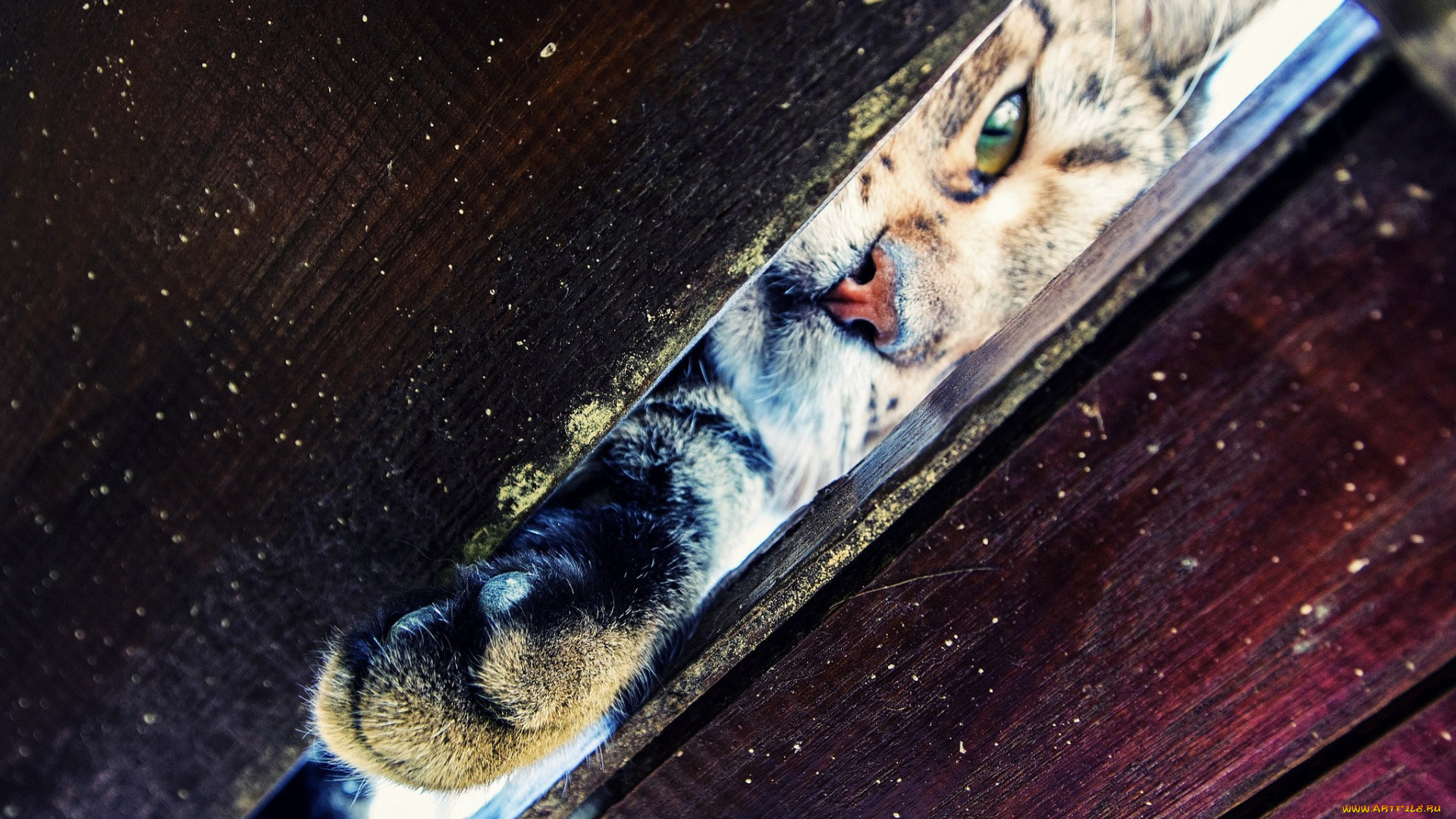 животные, коты, фон, щель, лапка