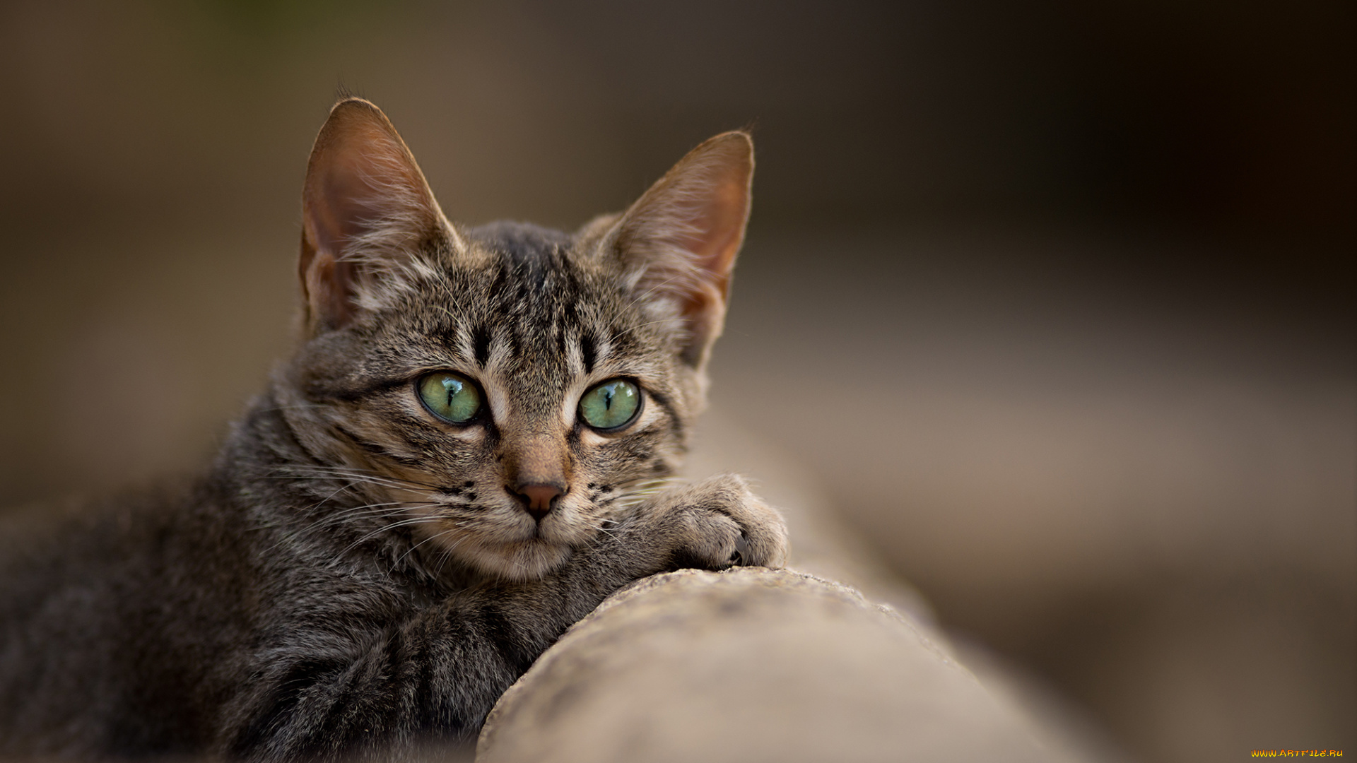 животные, коты, фон, взгляд, котэ, котяра, кошак