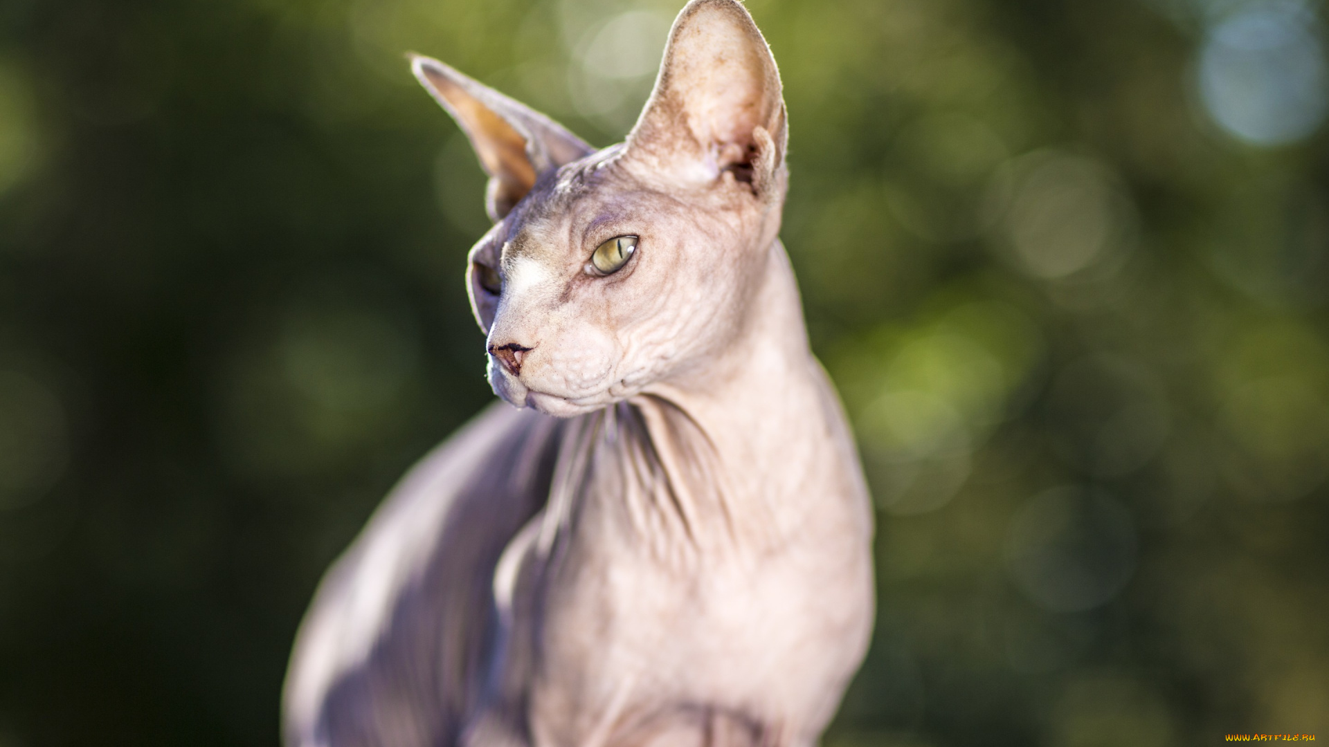 животные, коты, глаза, взгляд, сфинкс, кошак, кот