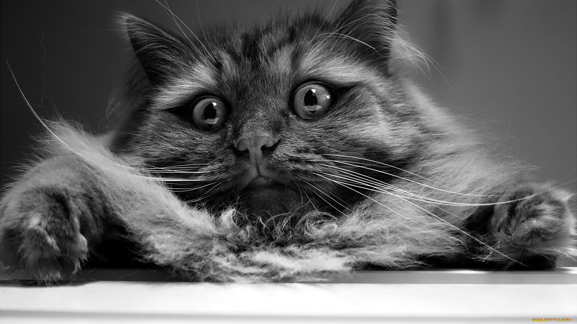 животные, коты, кошак, кошка, шерсть, глаза