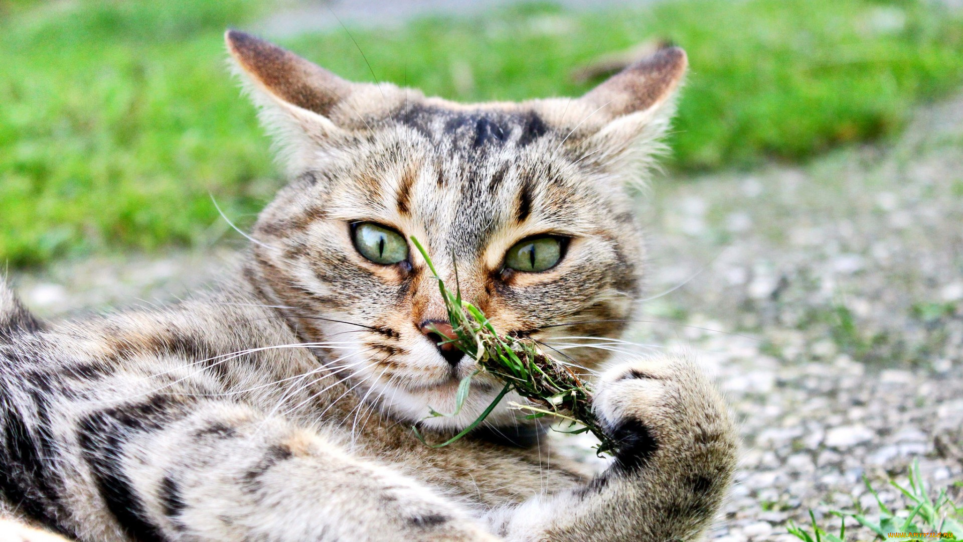 животные, коты, кот, фон, взгляд, котэ, глаза