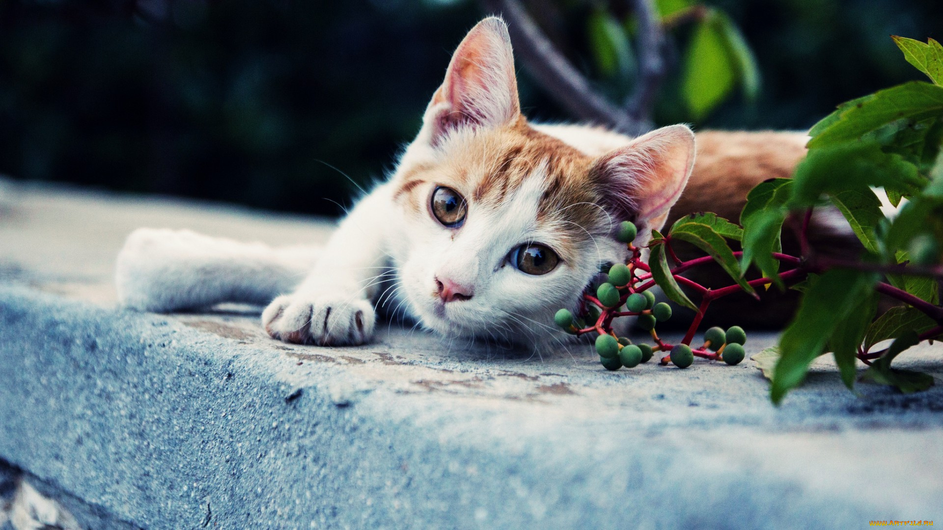 животные, коты, кот, фон, взгляд, лапка, кошак, котяра