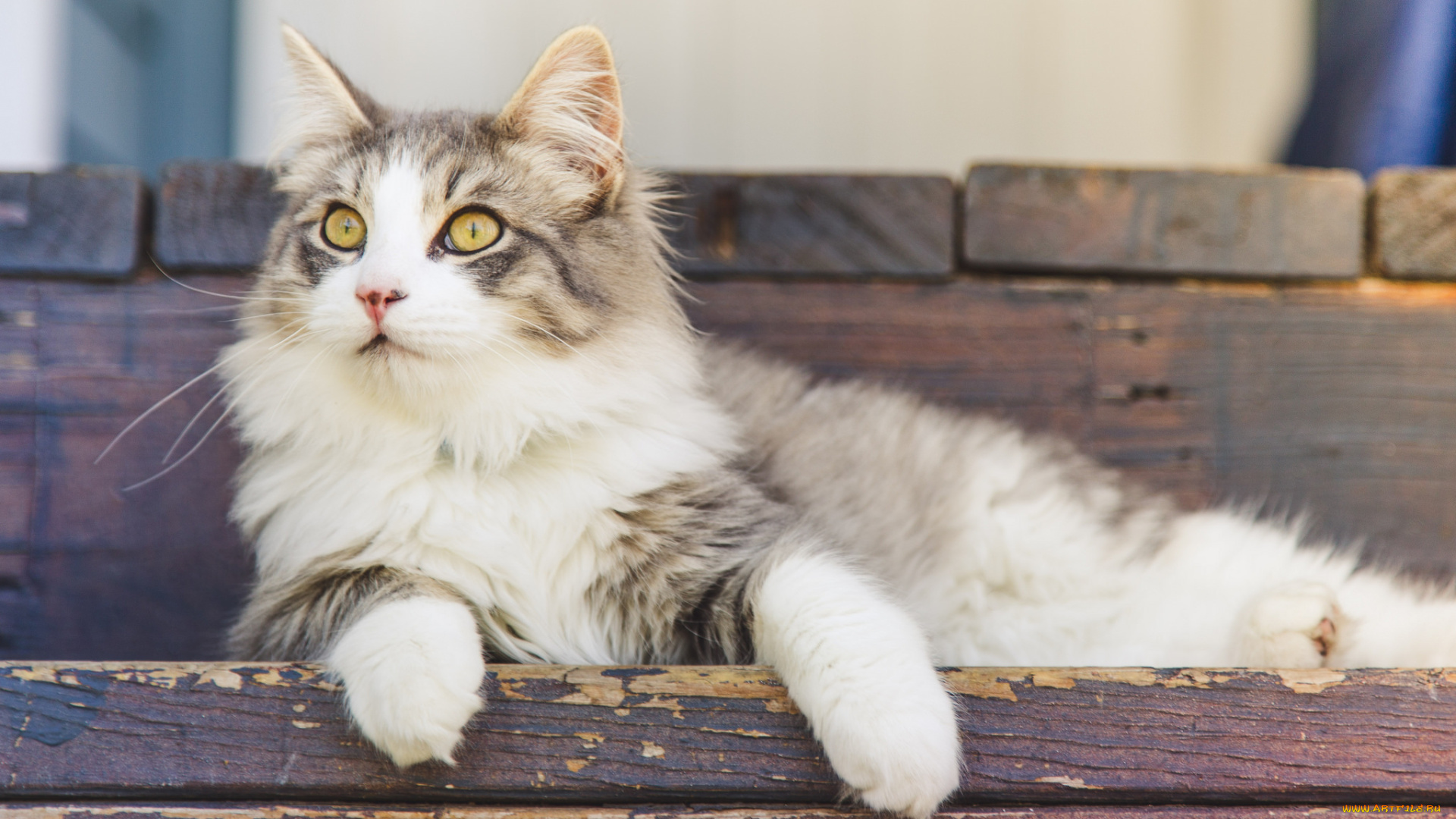 животные, коты, кот, шерсть, лежит, глаза, кошак, кошка