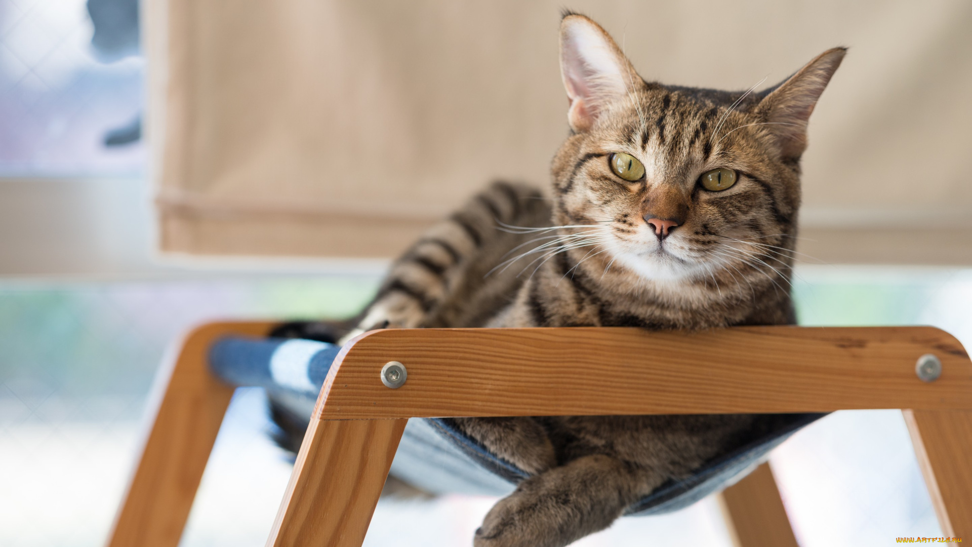 животные, коты, котэ, котяра, кошак, отдых, взгляд