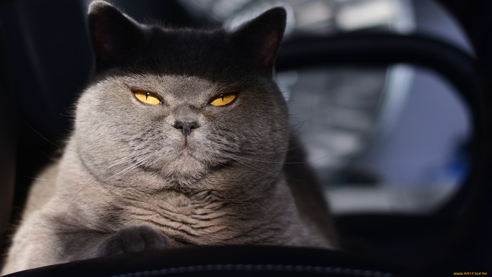животные, коты, котяра, кошак, кот, фон, котэ, взгляд