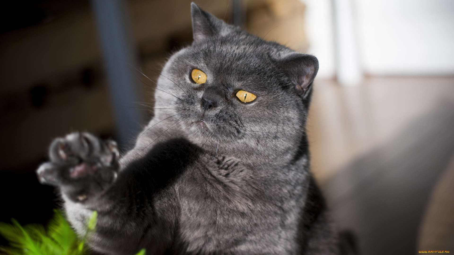 животные, коты, лапка, взгляд, котяра, кошак, кот