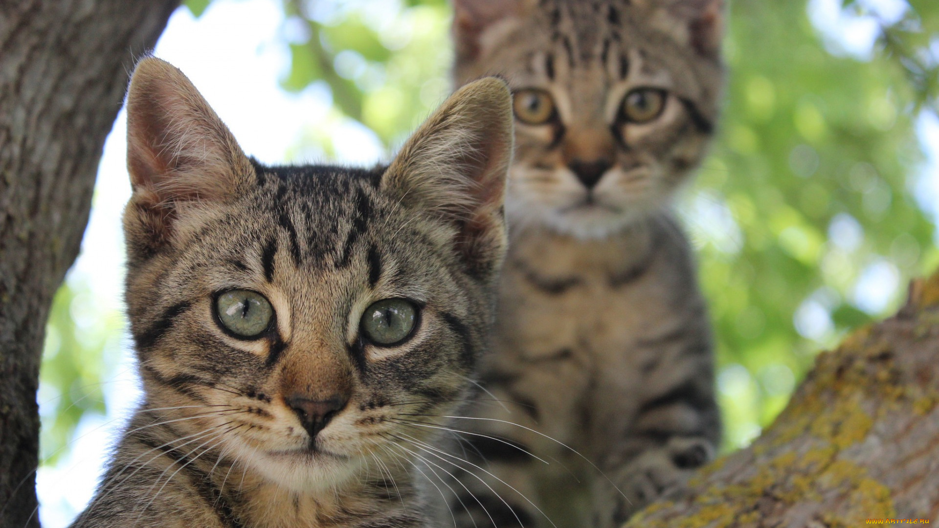 животные, коты, взгляд, полосатые, глаза