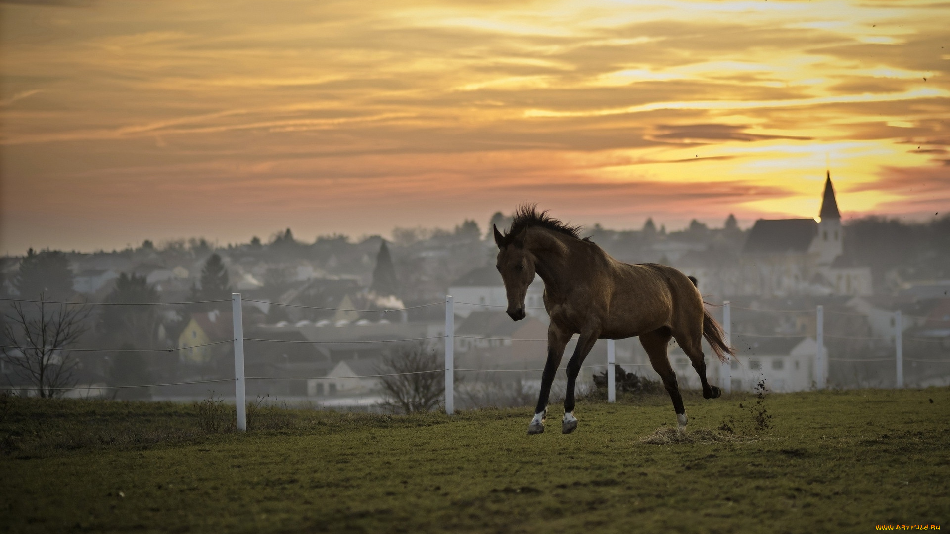 животные, лошади, закат, лошадь
