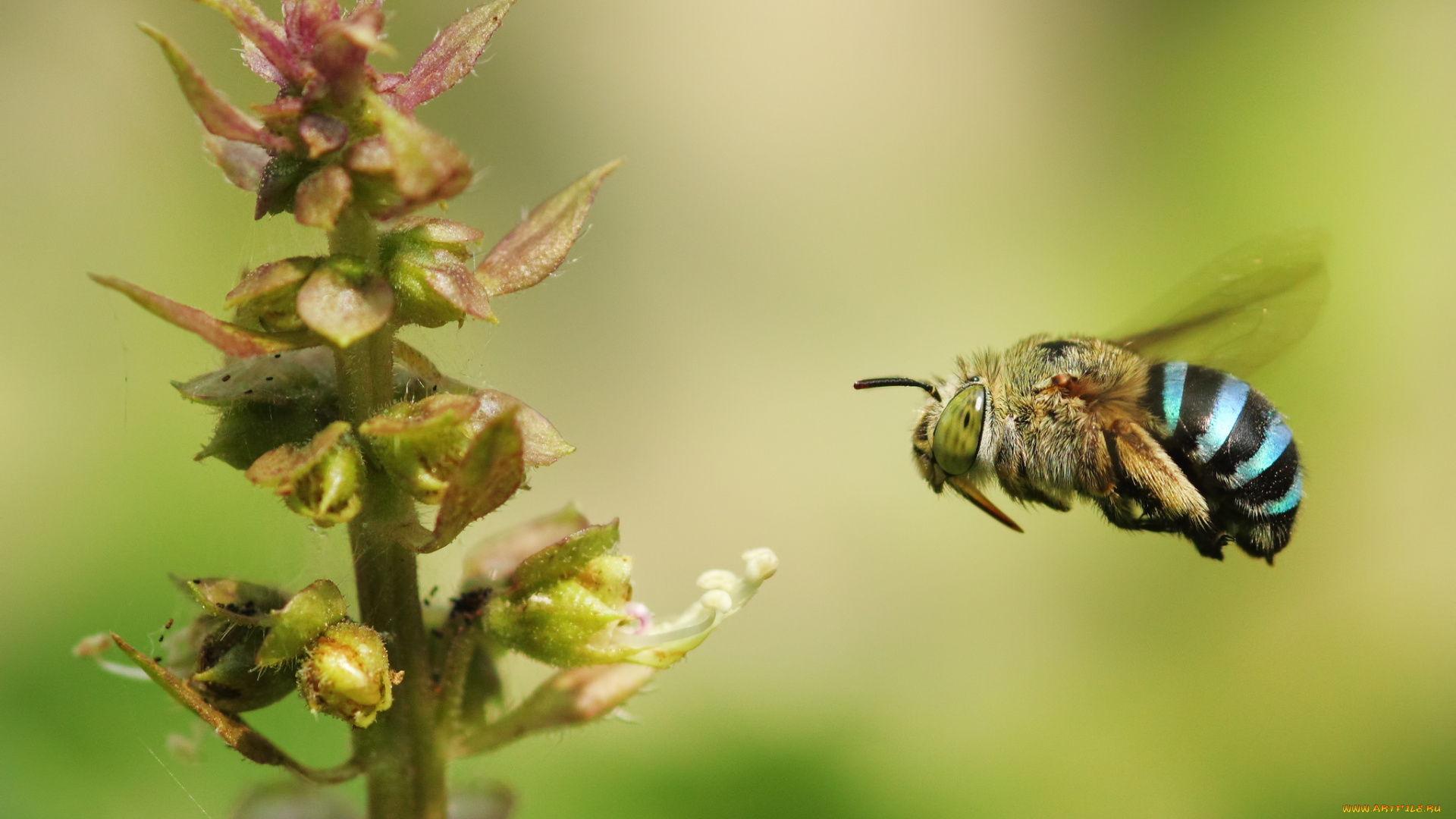 животные, пчелы, , осы, , шмели, шмель, пчела, насекомое, стебель, цветок, растение