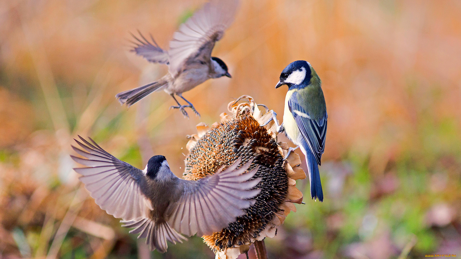 животные, синицы, , лазоревки, подсолнух, крылья, синица, воробей, птицы