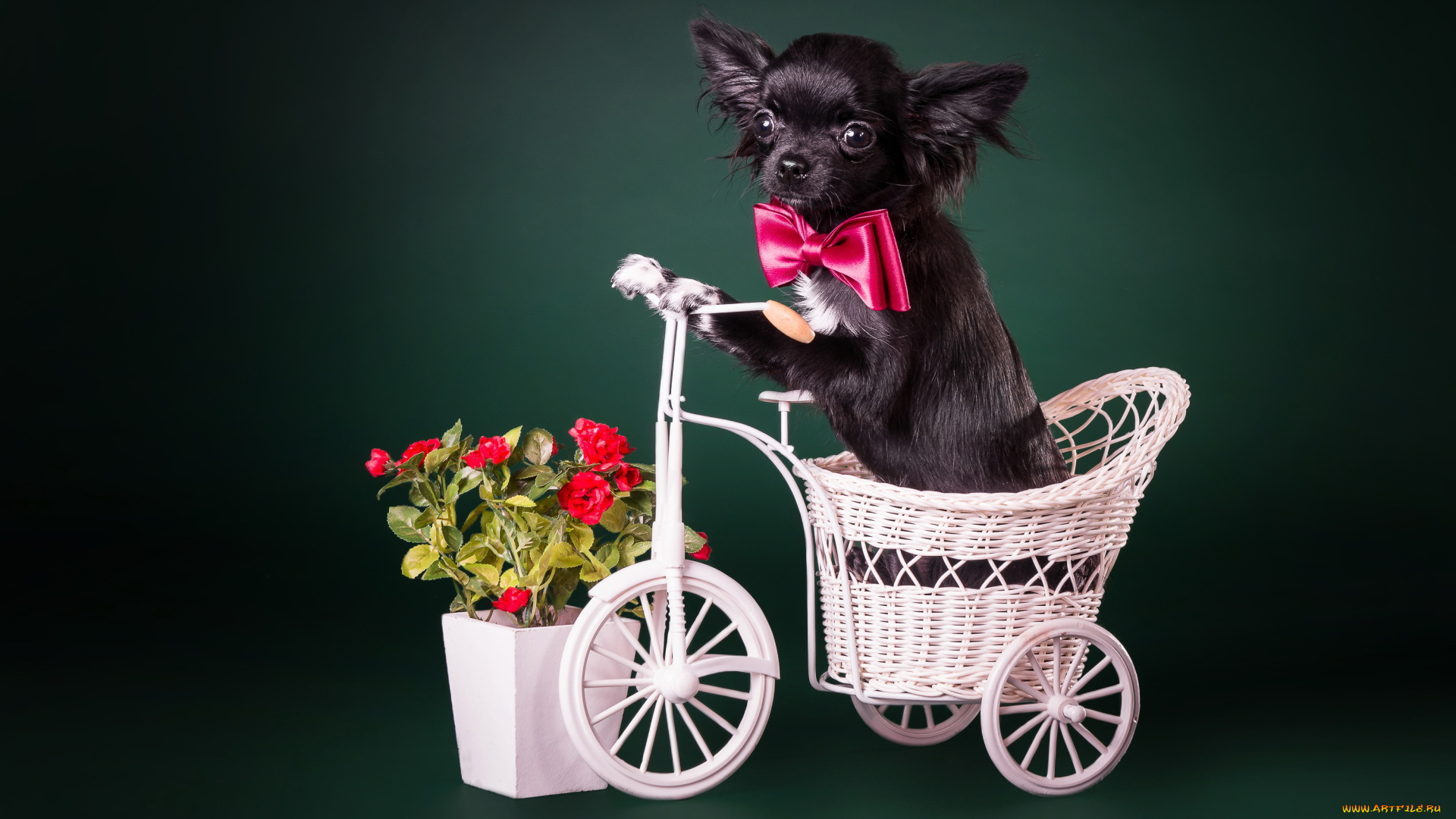 животные, собаки, собака, взгляд, друг, цветы, бантик