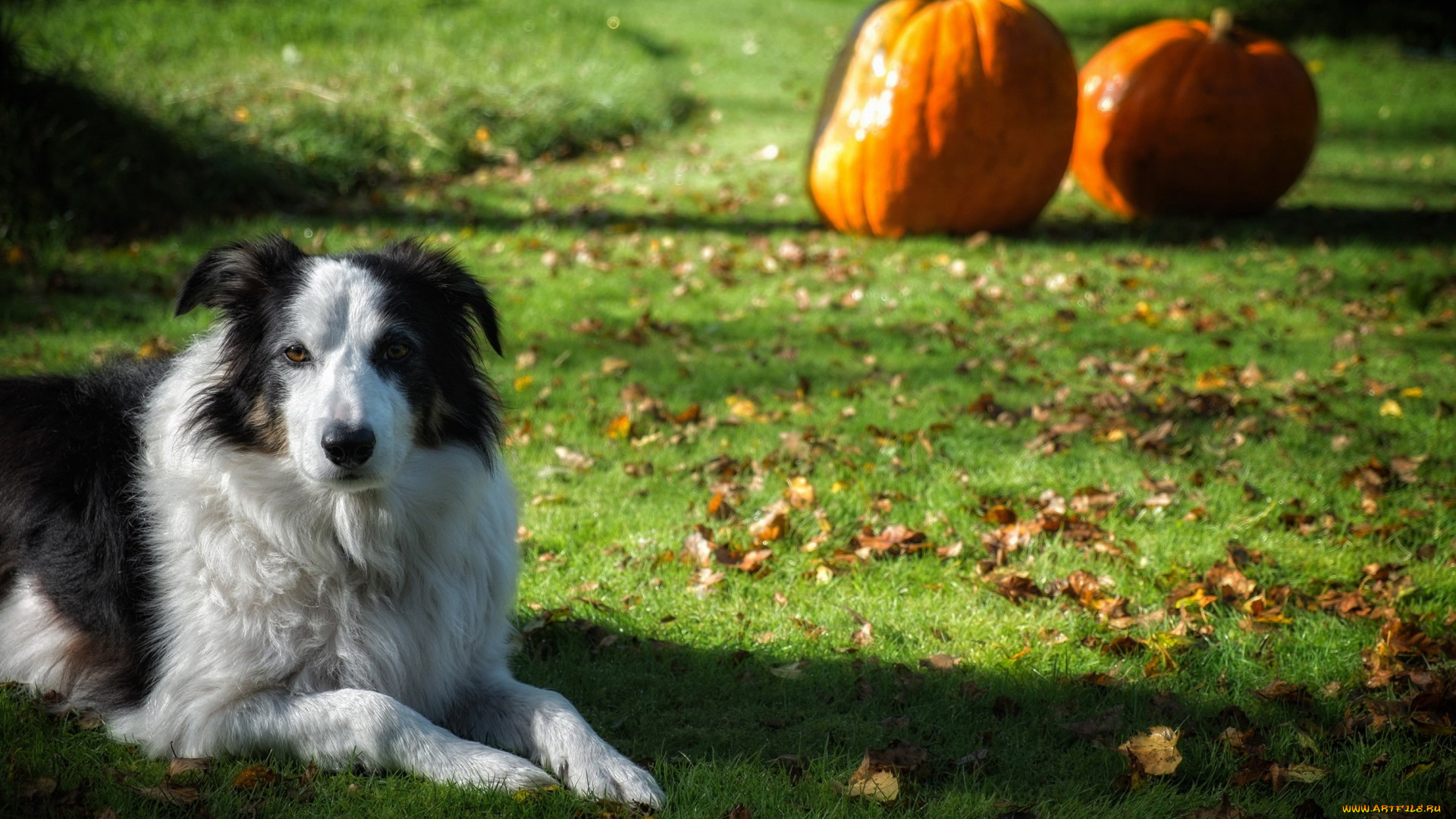 животные, собаки, тыква, газон, трава, друг, взгляд, собака
