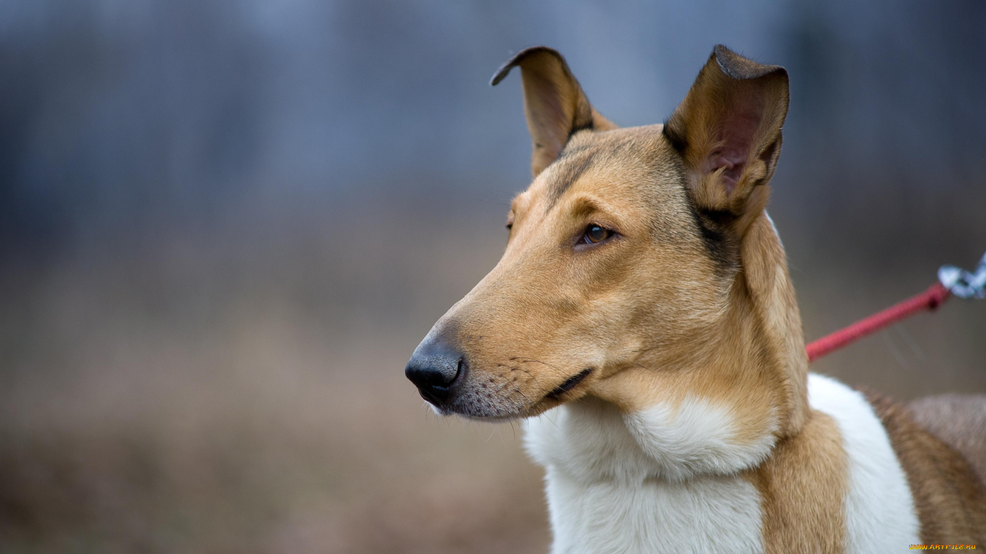 животные, собаки, внимание, взгляд, поводок, собака