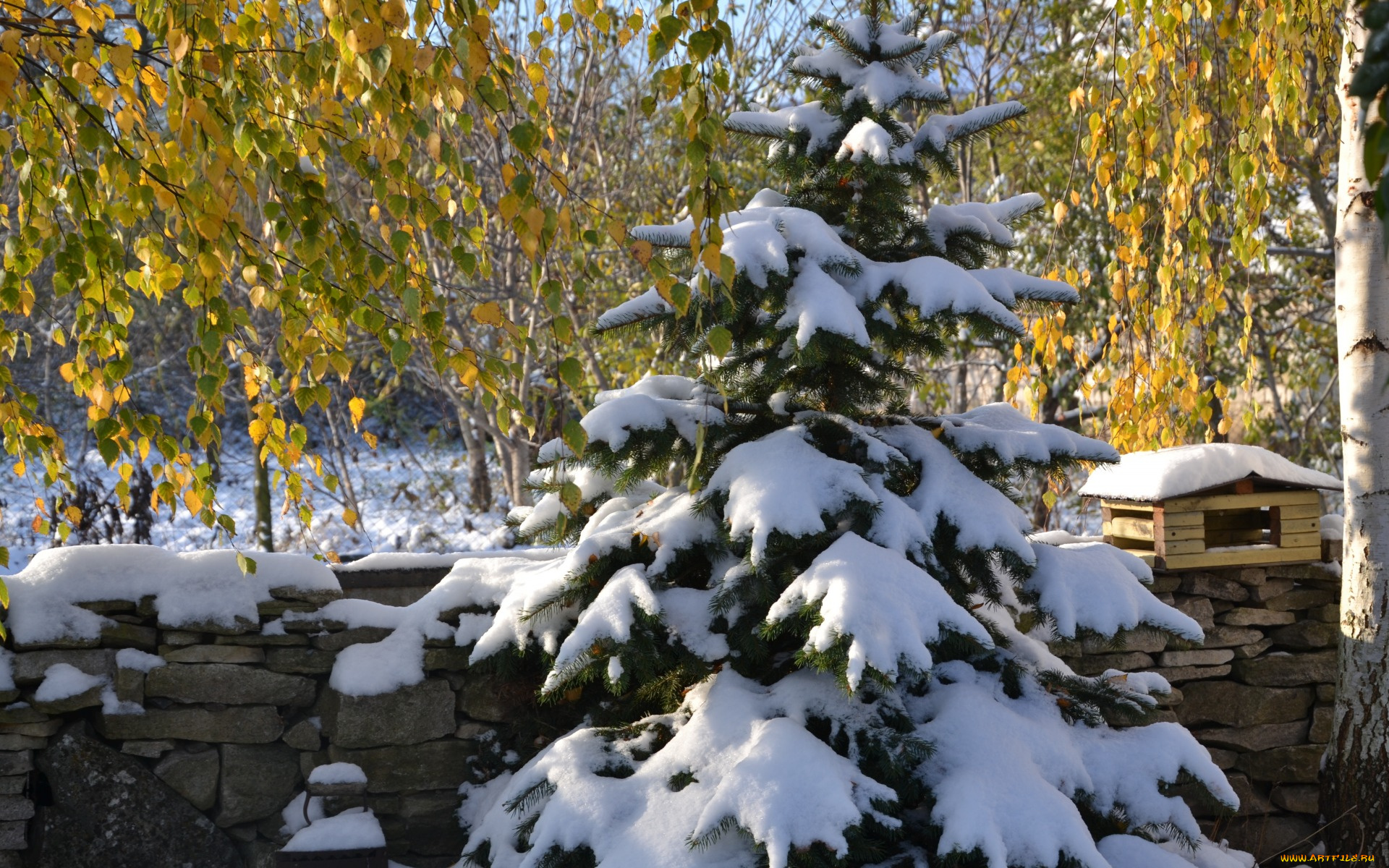 природа, зима, пейзаж, снег, ёлка, красота, декабрь