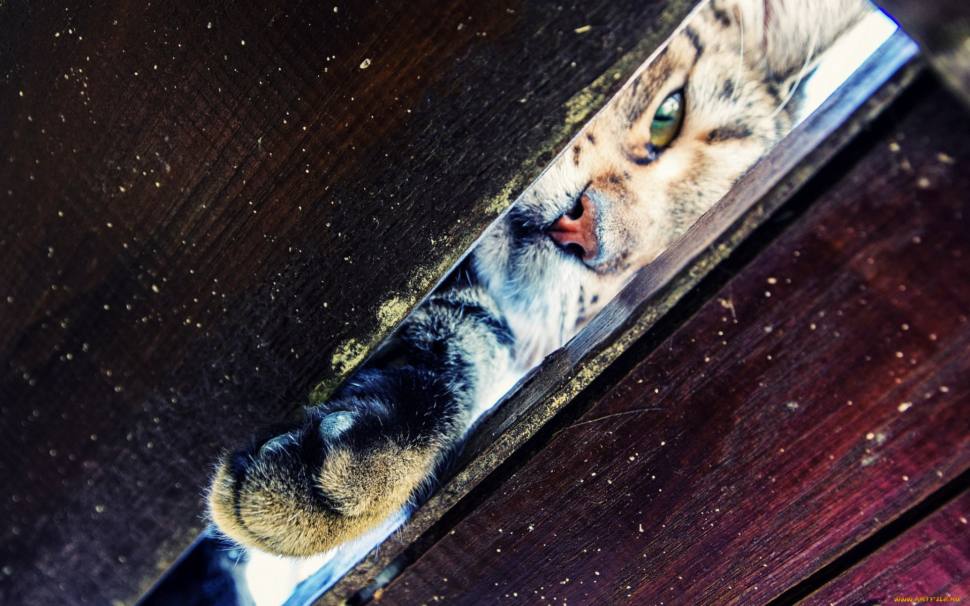 животные, коты, фон, щель, лапка