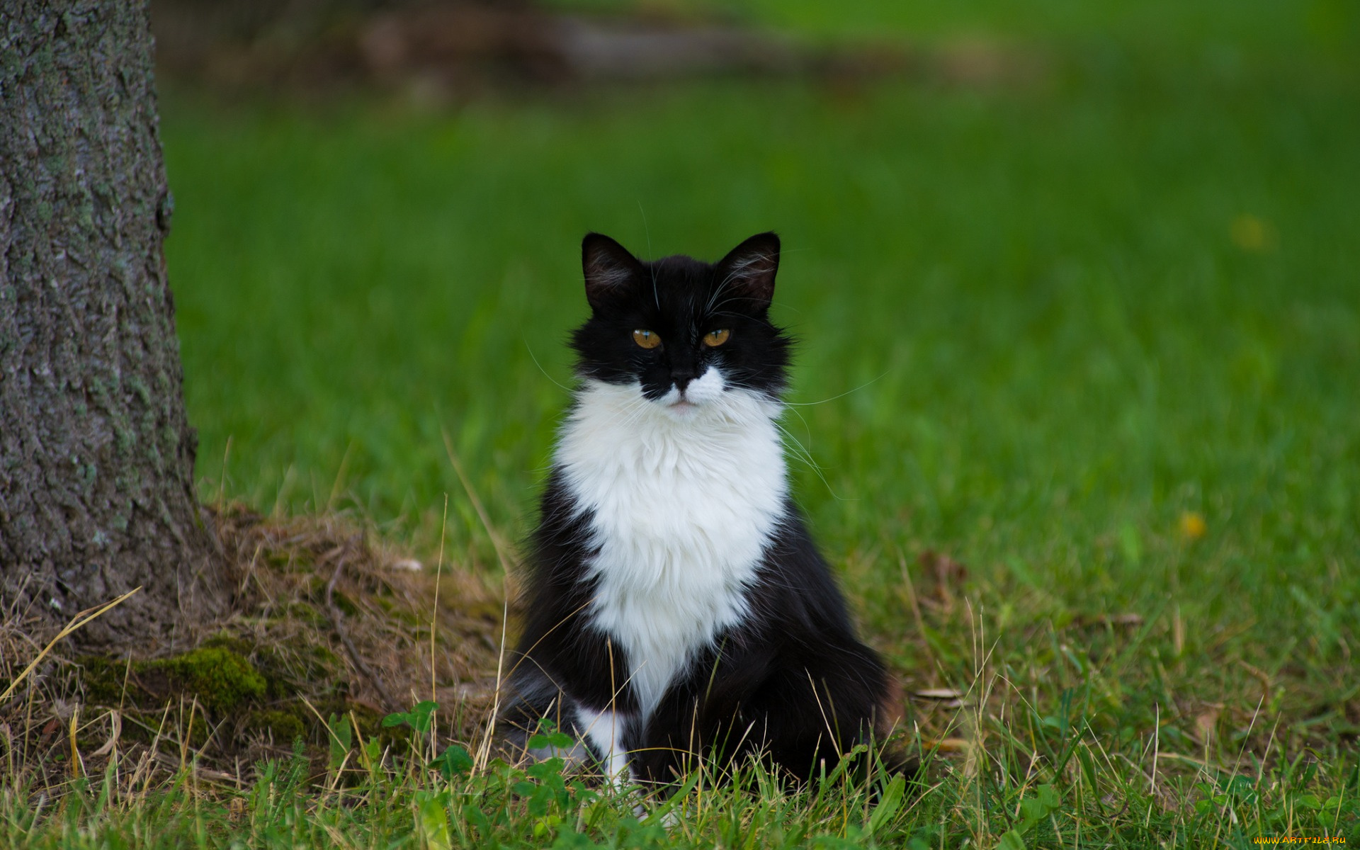 животные, коты, кот, трава, кошак, кошка