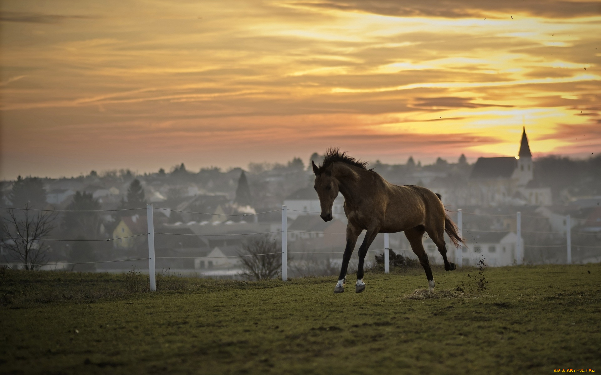 животные, лошади, закат, лошадь