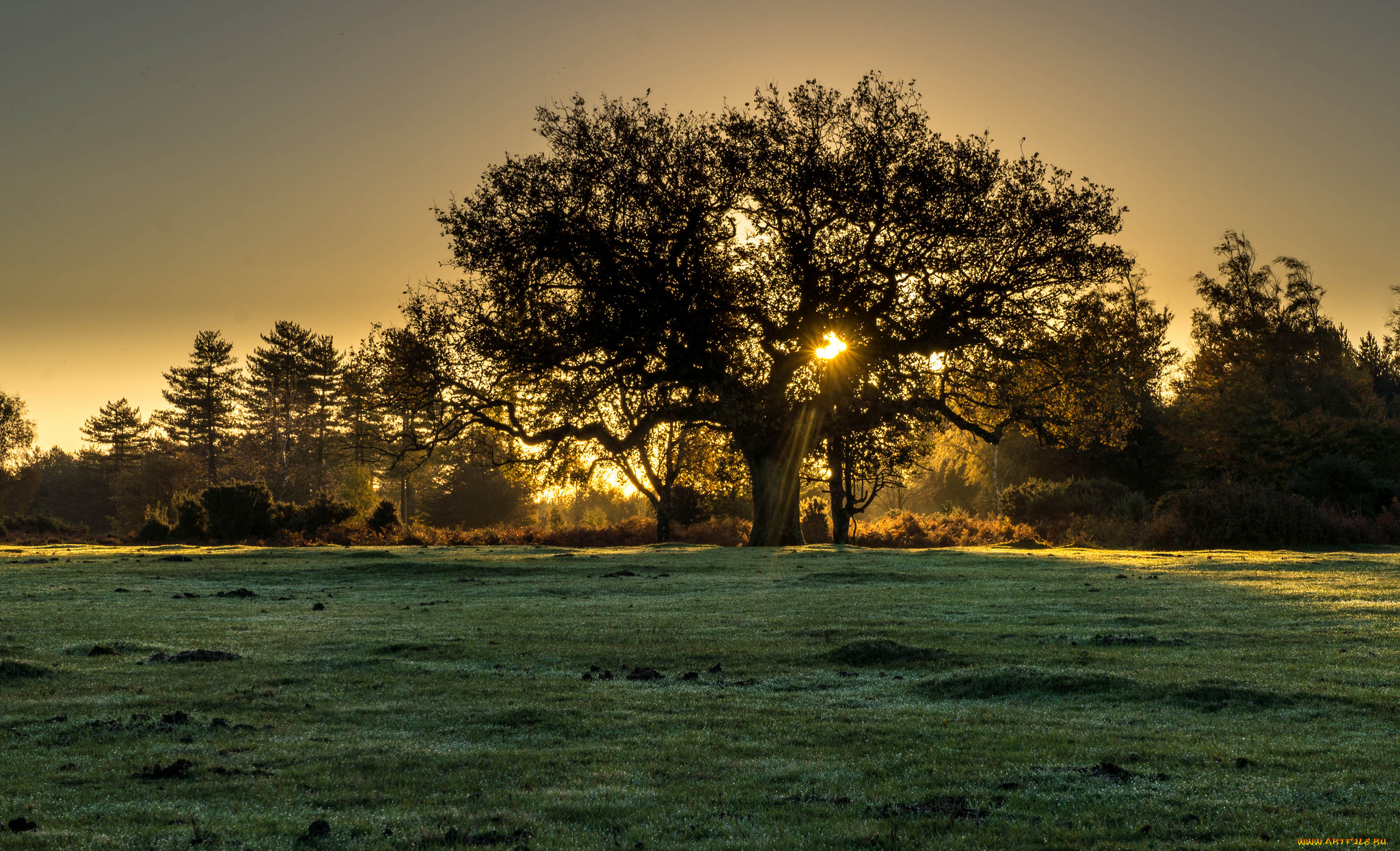 природа, деревья, дерево, свет, поле