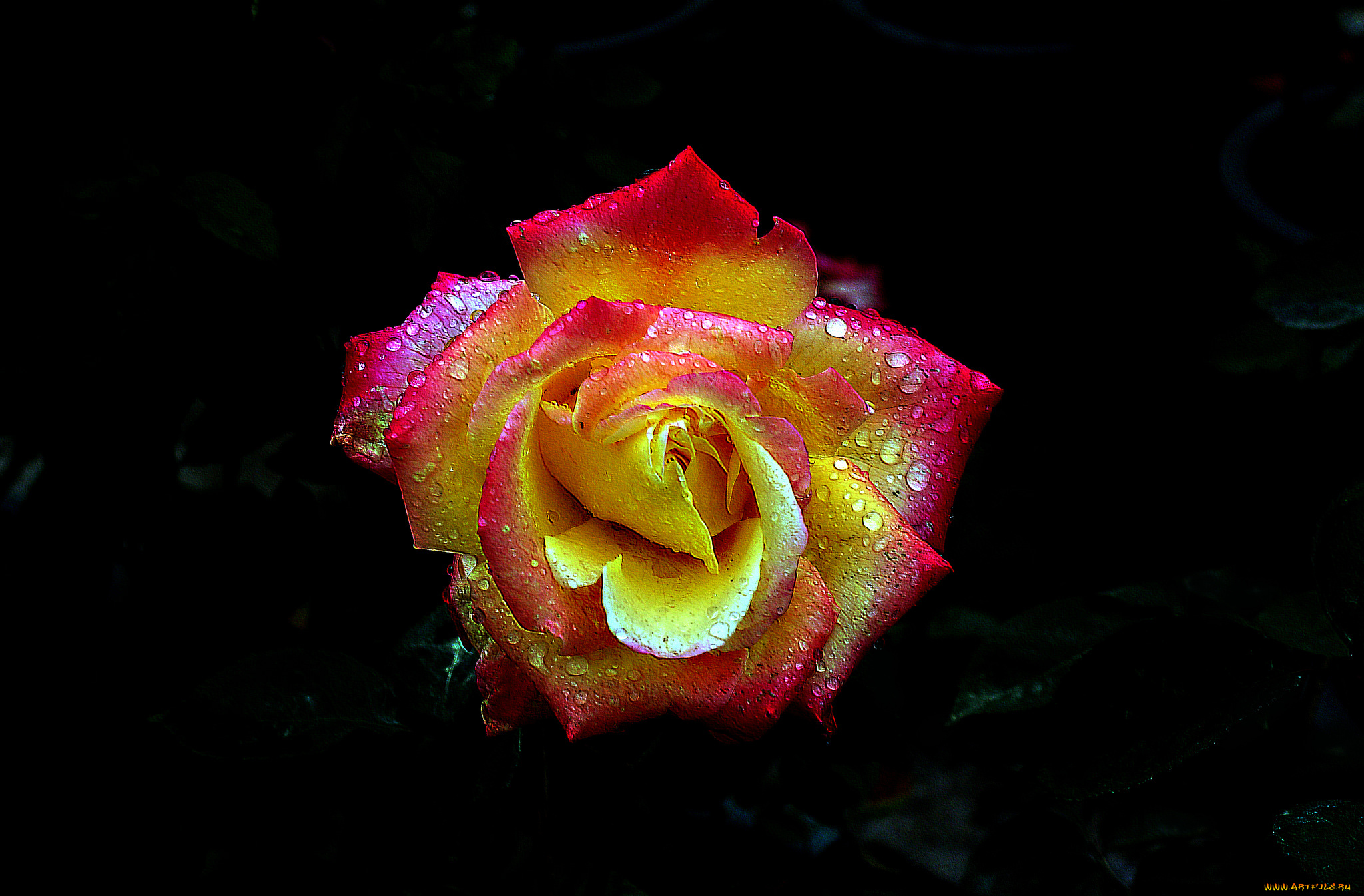 цветы, розы, бутон, роза