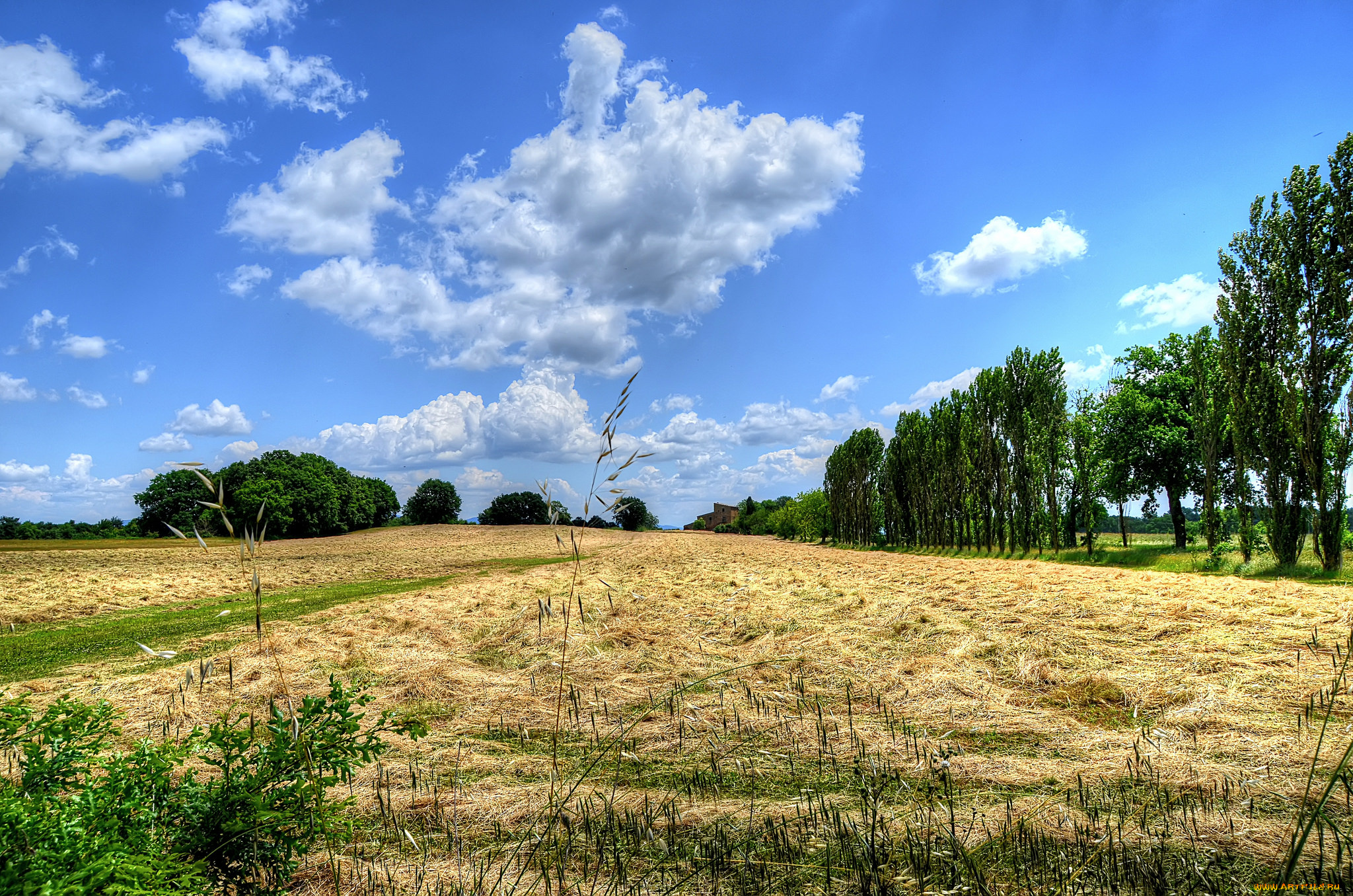природа, поля, облака, поле, деревья