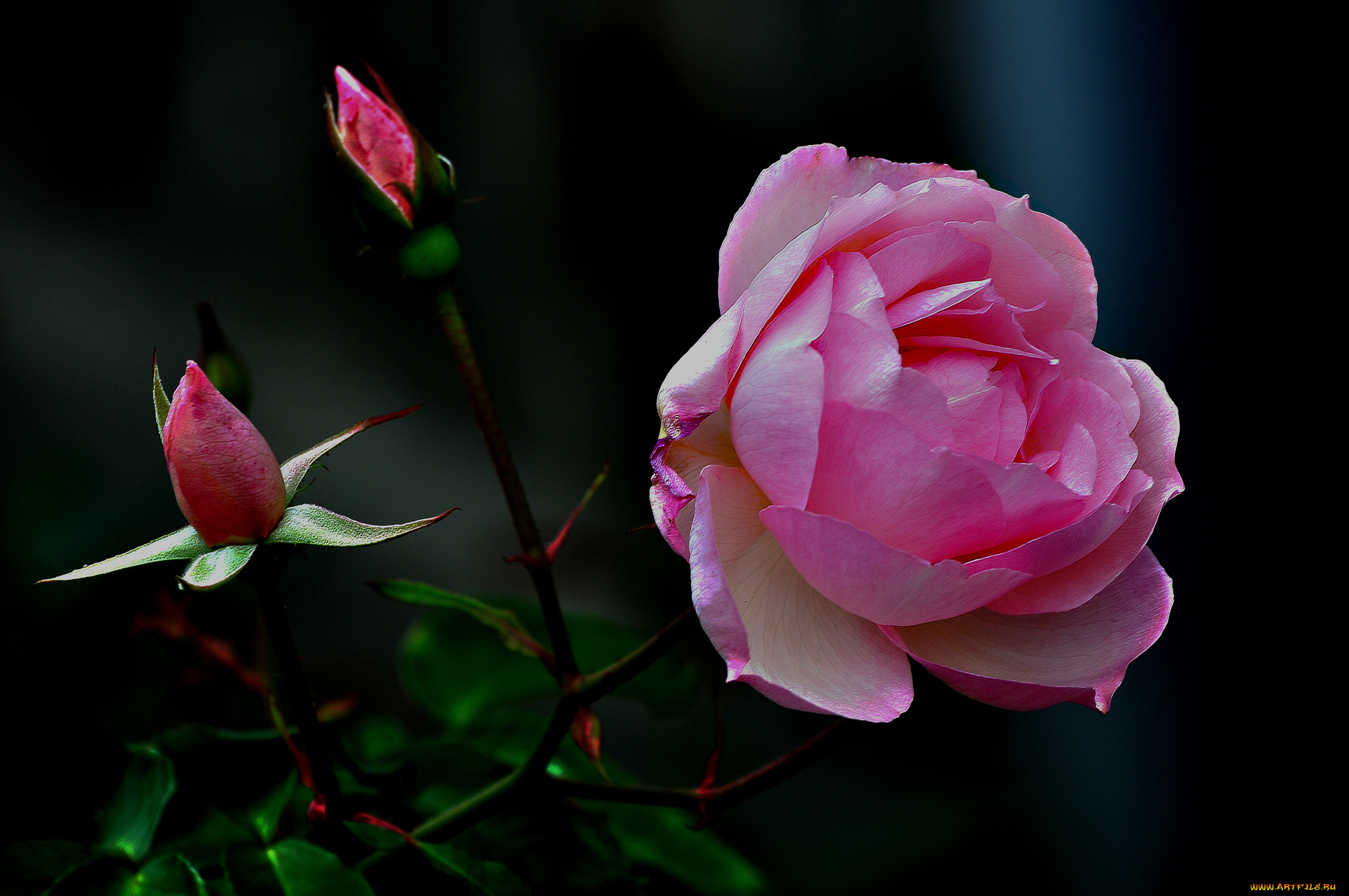 цветы, розы, роза, бутон