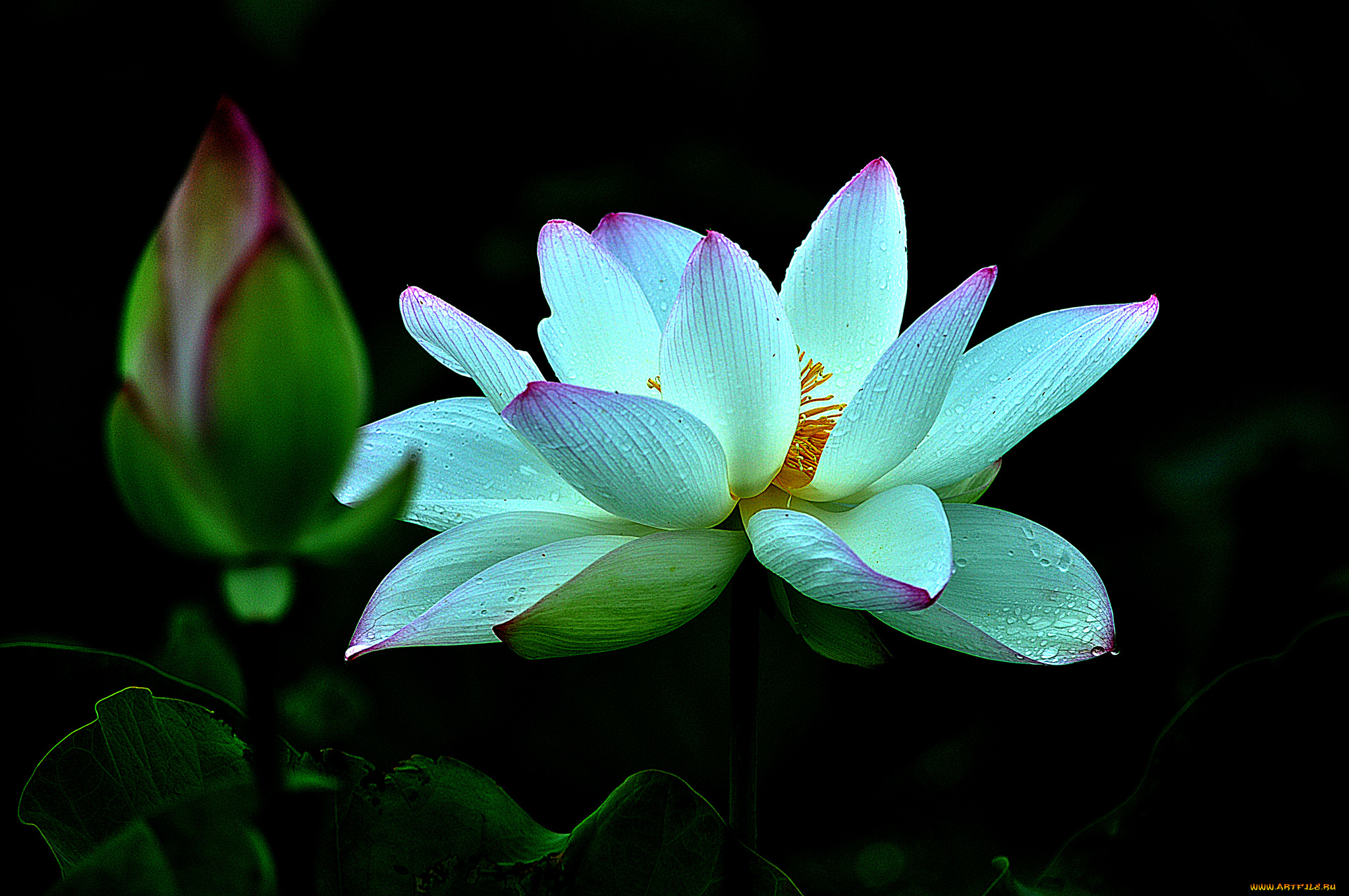 lotus, цветы, лилии, водяные, , нимфеи, , кувшинки, лотос