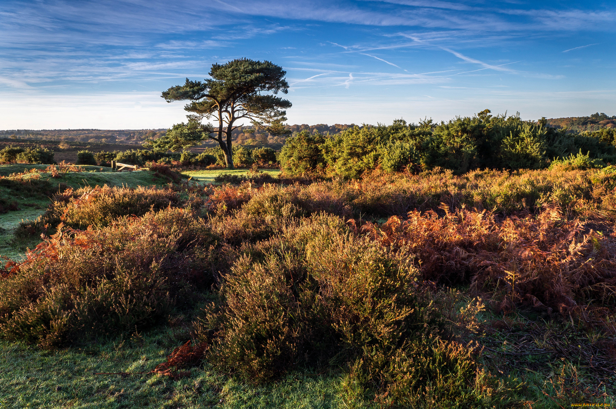 природа, пейзажи, дерево, кустарник, равнина