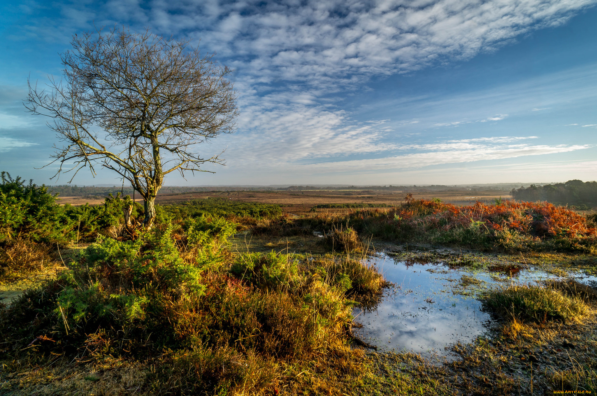 природа, пейзажи, лужа, дерево, равнина, трава