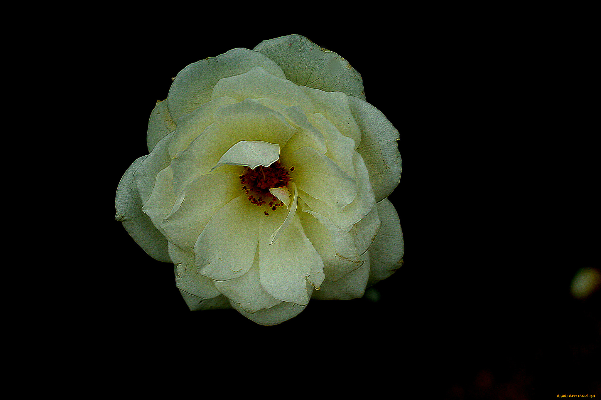 цветы, розы, бутон, роза