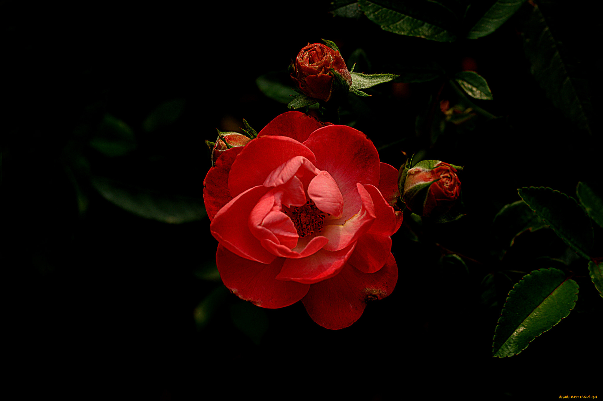 цветы, розы, бутон, роза