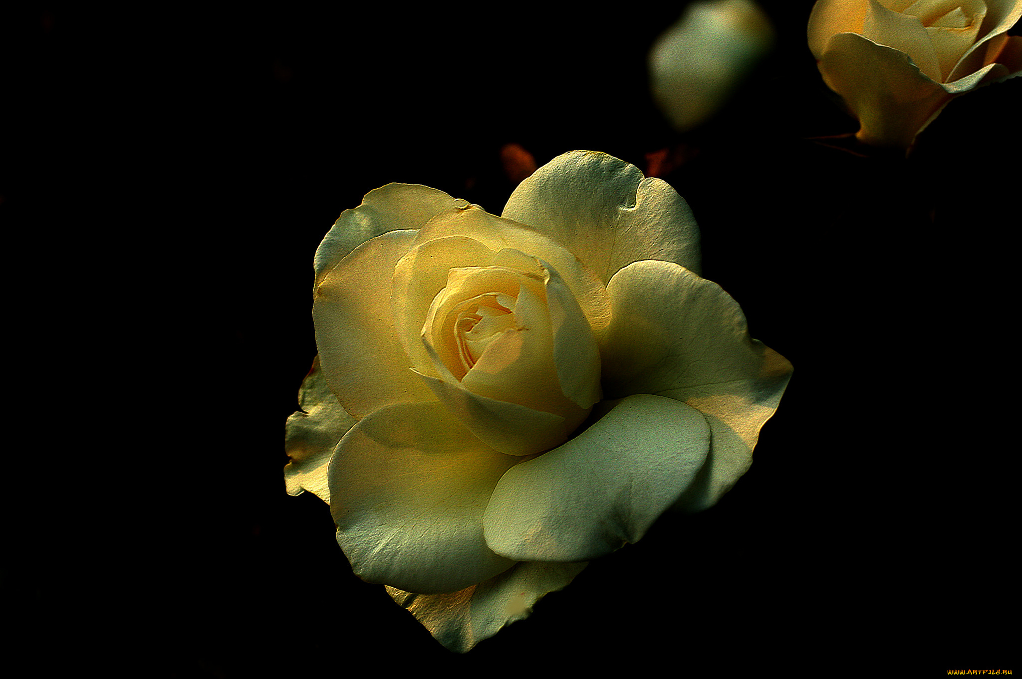 цветы, розы, бутон, роза