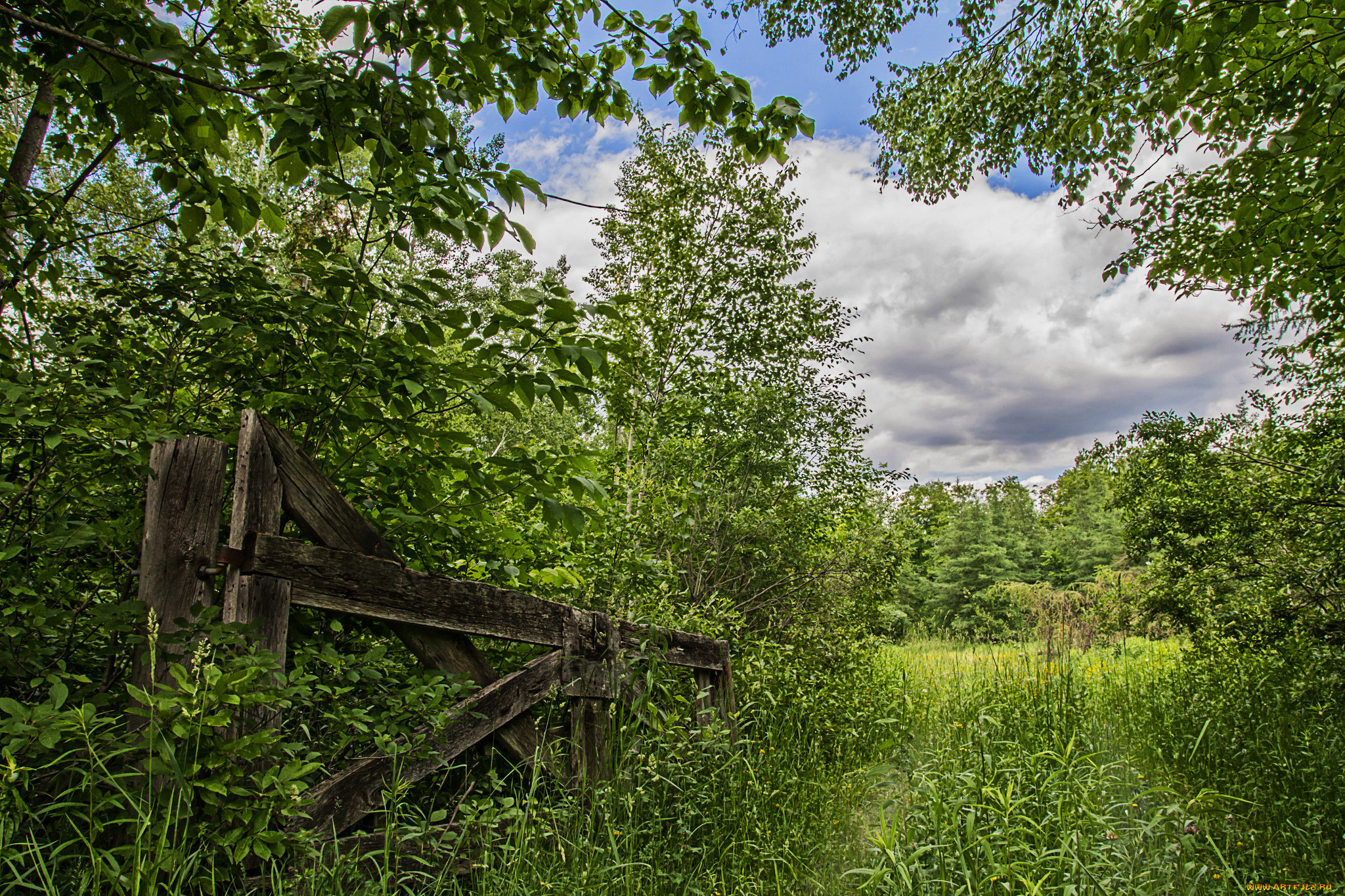 природа, лес, трава, заросли
