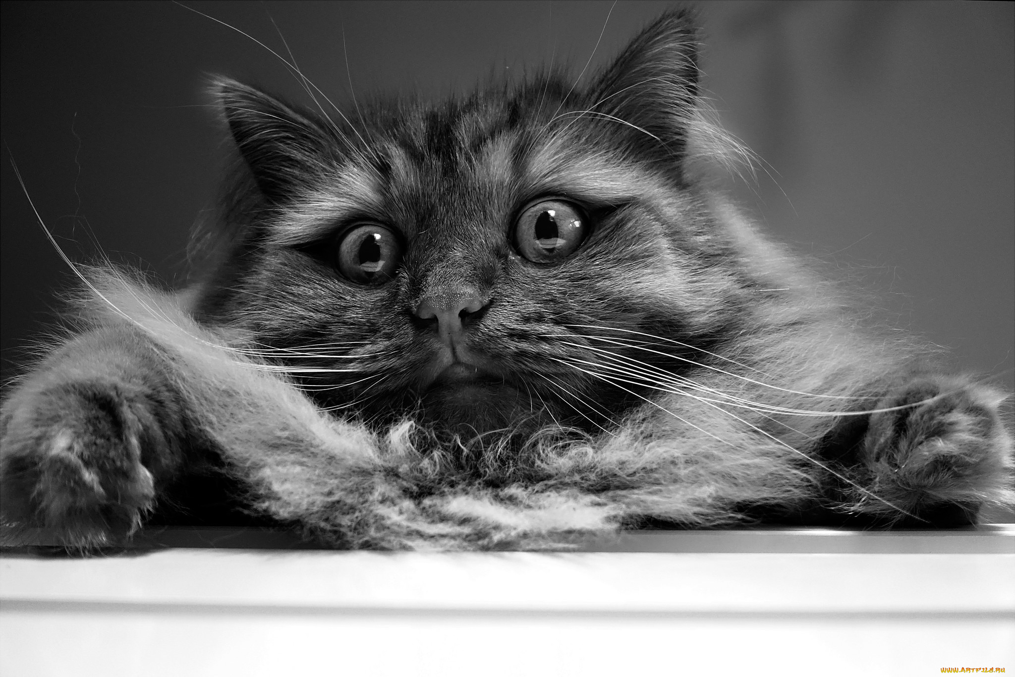 животные, коты, кошак, кошка, шерсть, глаза