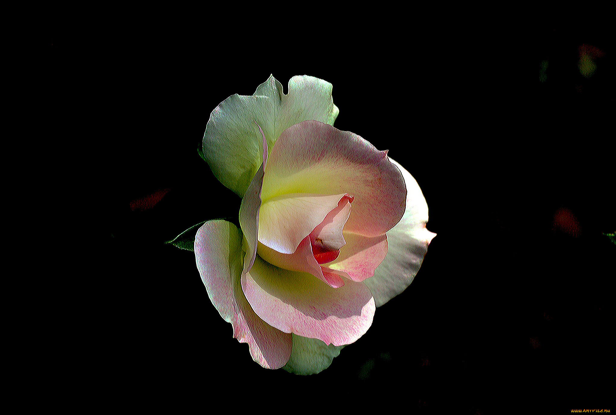 цветы, розы, бутон, роза