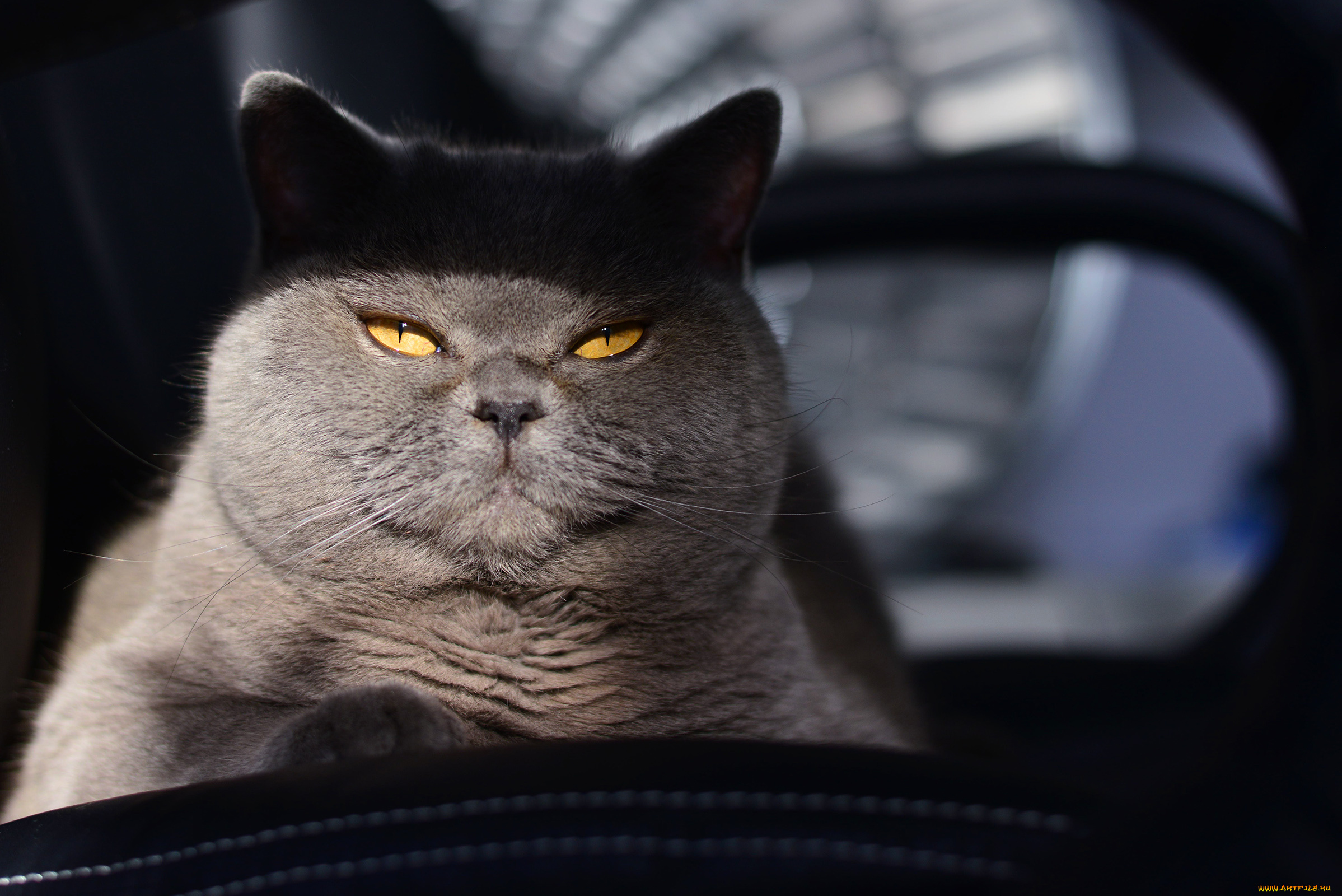 животные, коты, котяра, кошак, кот, фон, котэ, взгляд
