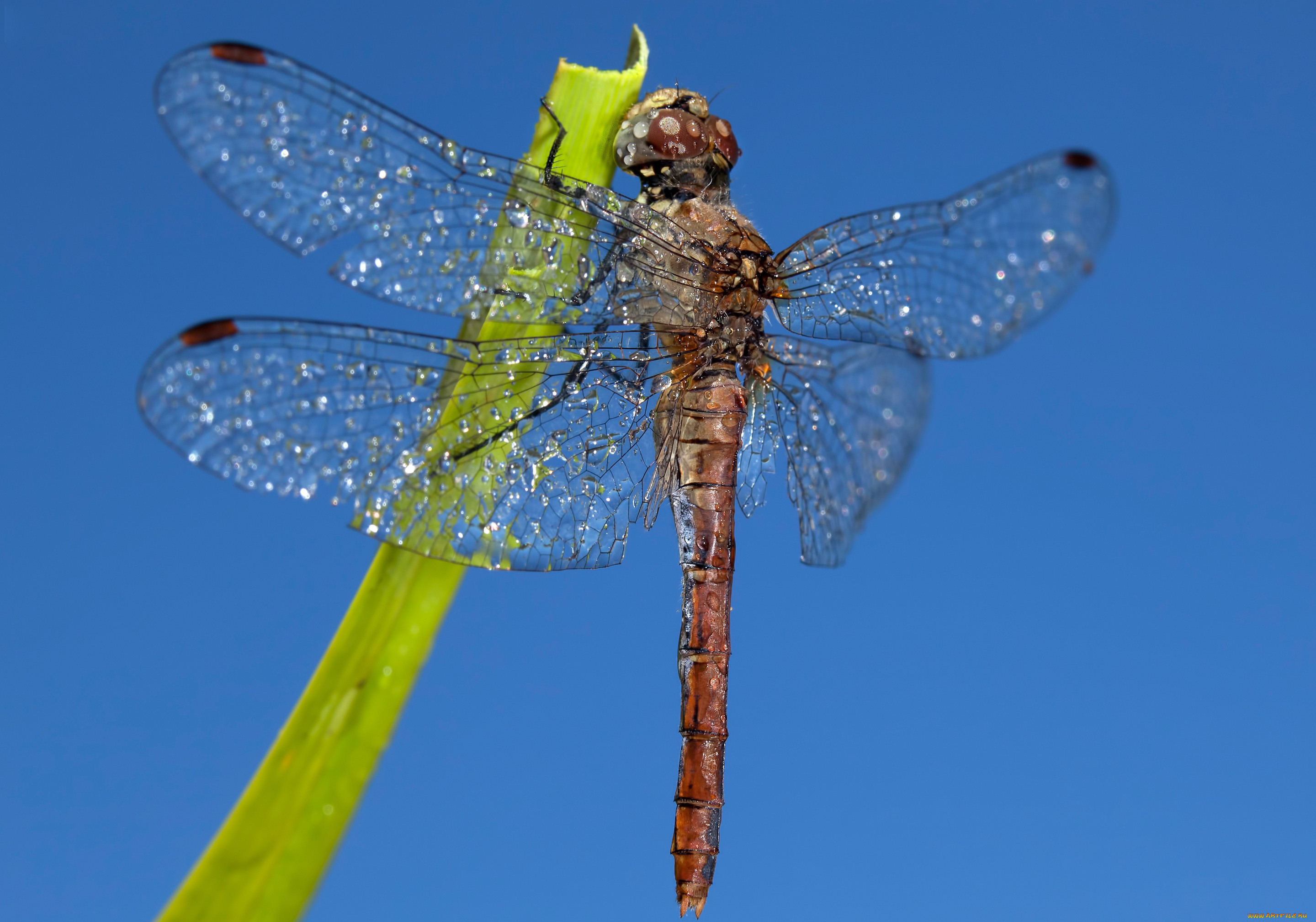 животные, стрекозы, крылья, стрекоза, насекомое, небо