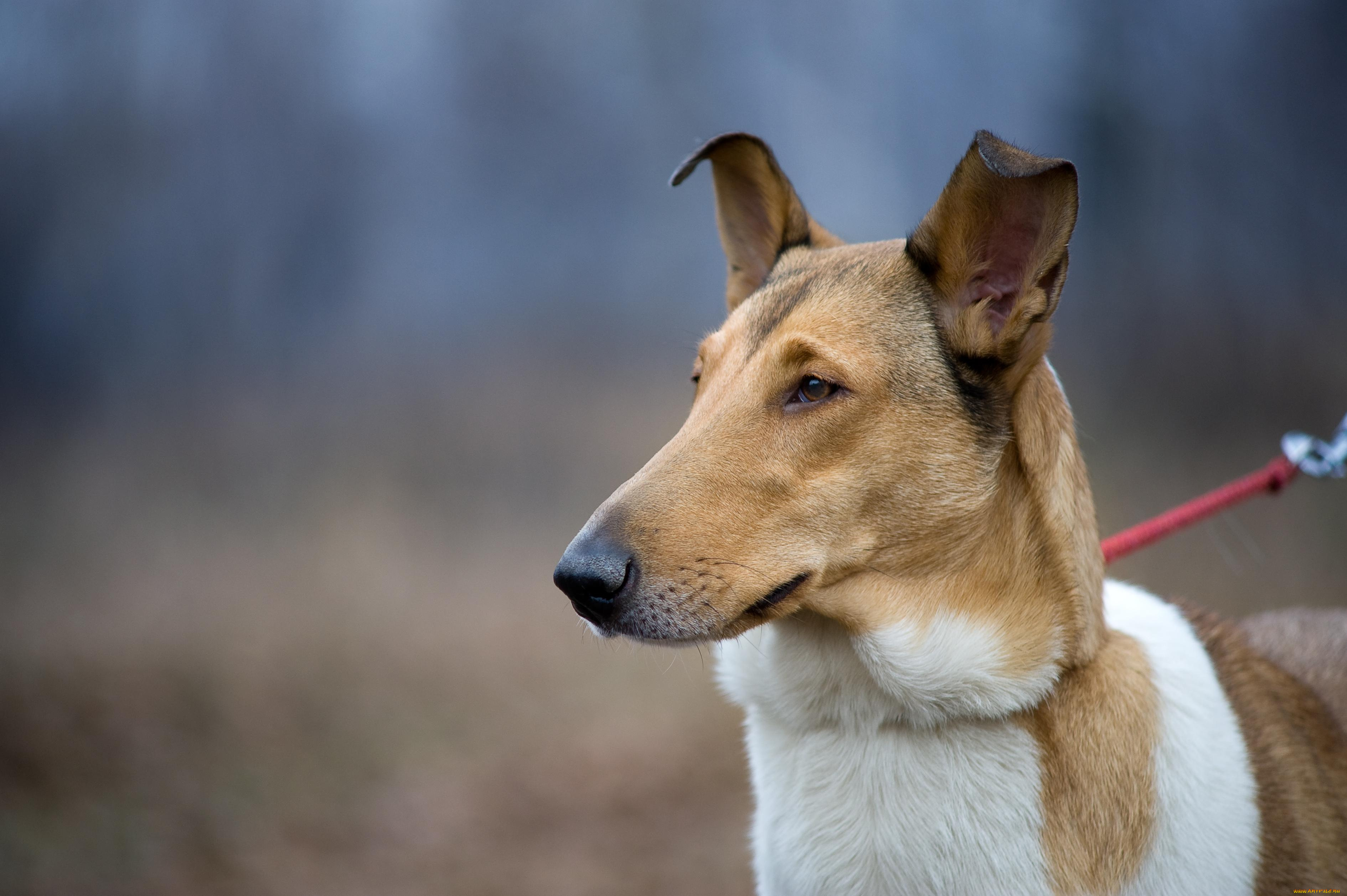 животные, собаки, внимание, взгляд, поводок, собака