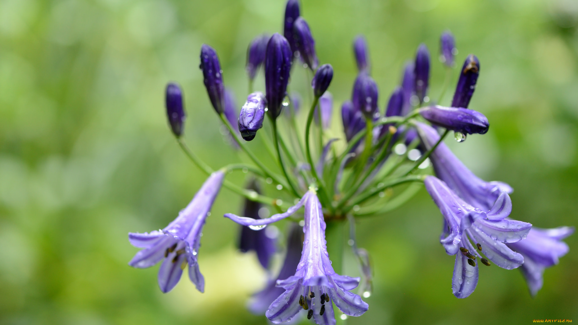 цветы, агапантус, , африканская, лилия, роса, agapanthus