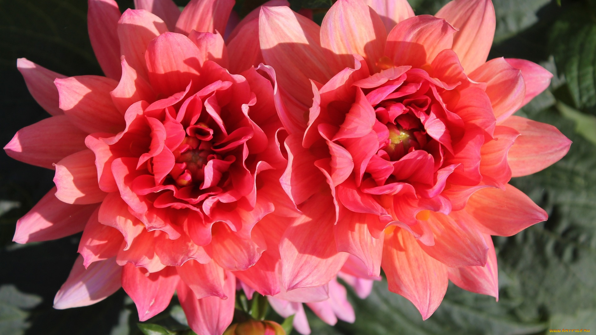 цветы, георгины, дуэт