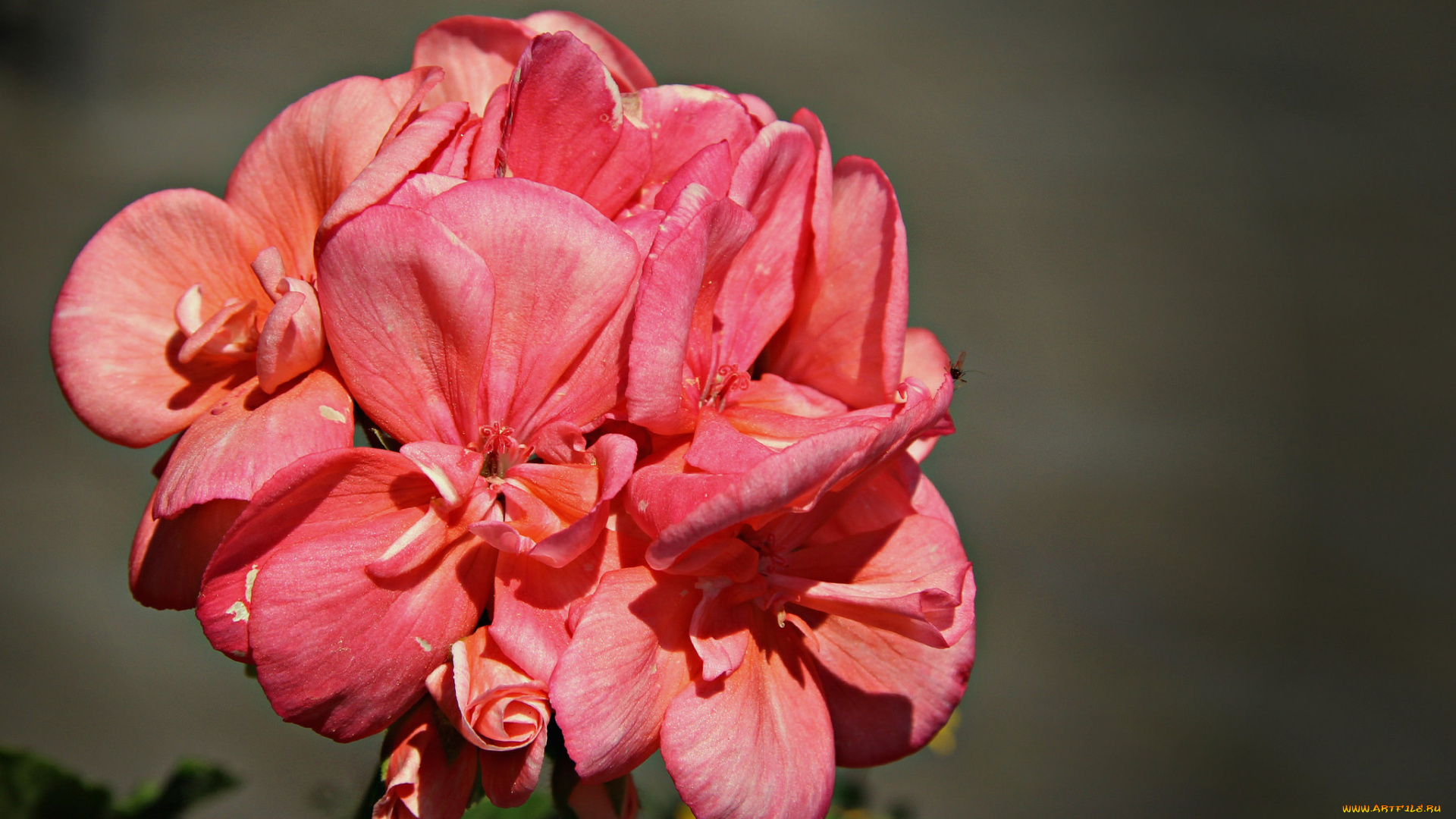 цветы, герань