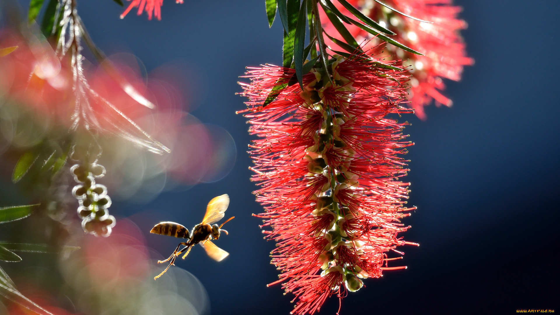 цветы, каллистемон, оса