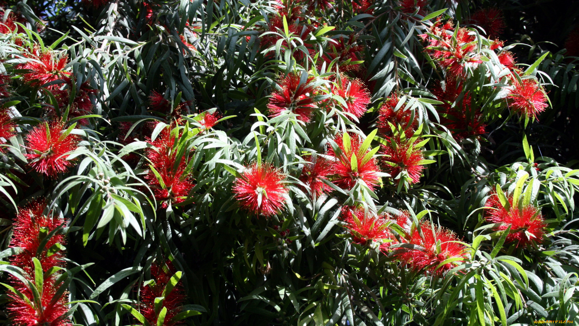 цветы, каллистемон, пушистый