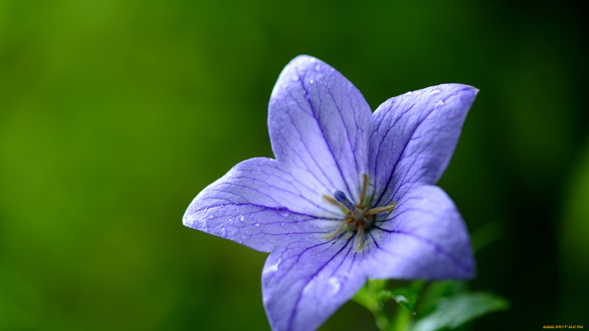 цветы, колокольчики, колокольчик